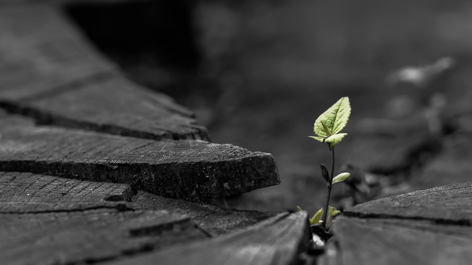 green leafed plant selective color of leaf nature 5 2k