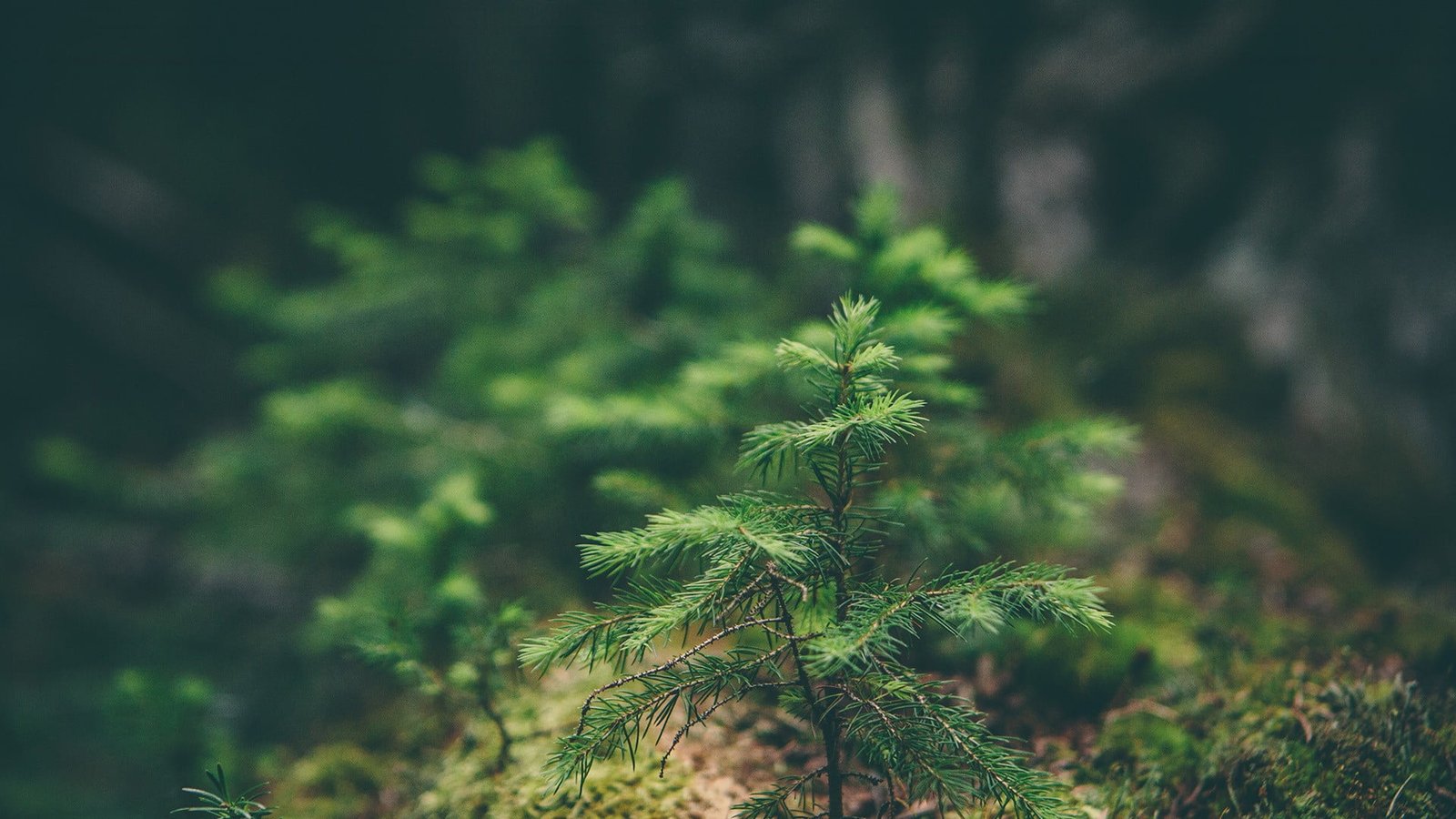 green leafed plant selective focus photography of leaf 2k