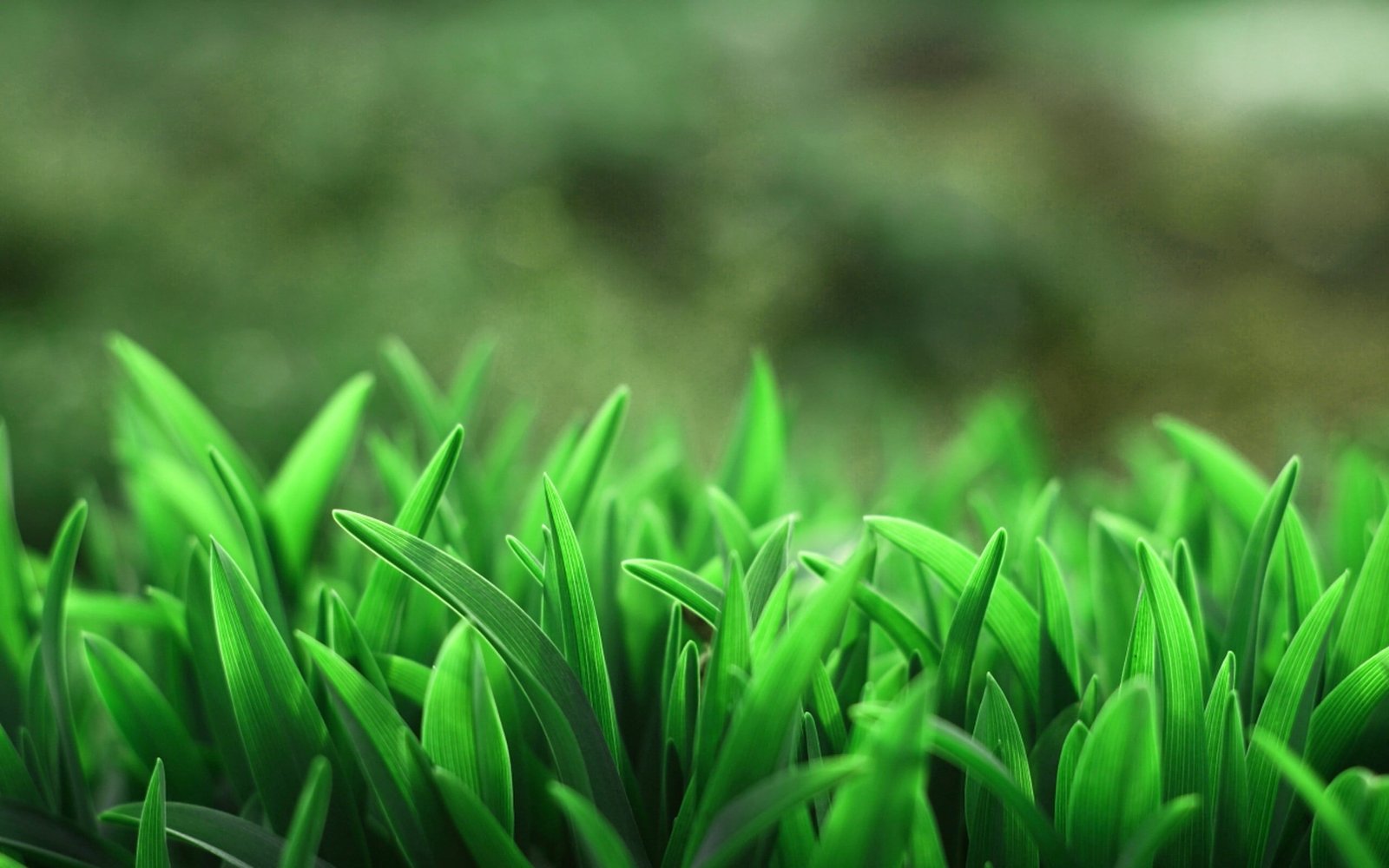 green leafed plants selective focus photo of leaf 2k