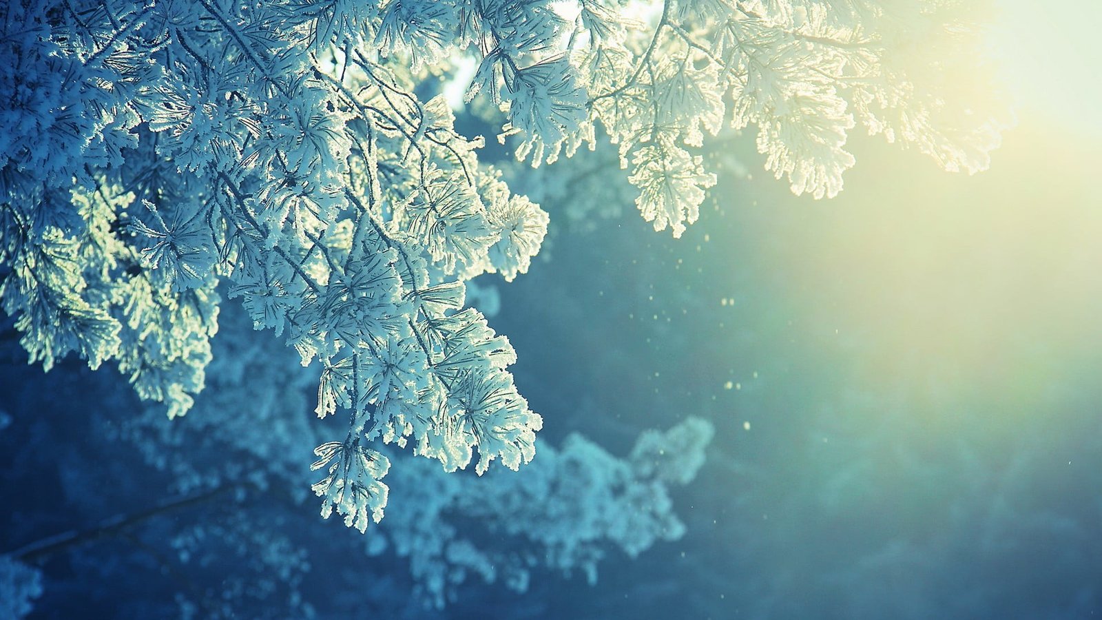 green leafed tree white leaf nature anime snow winter 2k