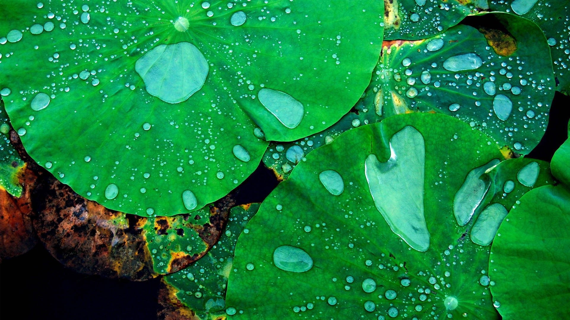 green leaves nature macro closeup lotus flowers water drops 2k