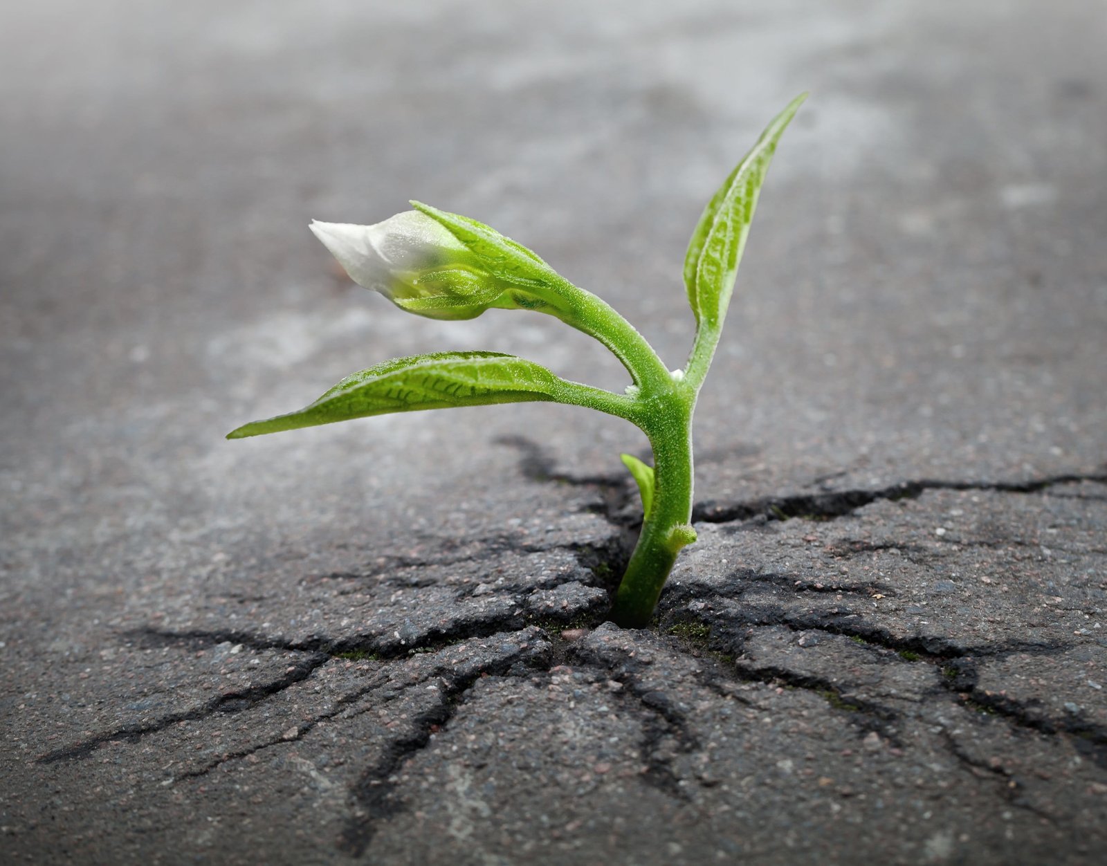green plant sprout growing asphalt crack growth determination 2k