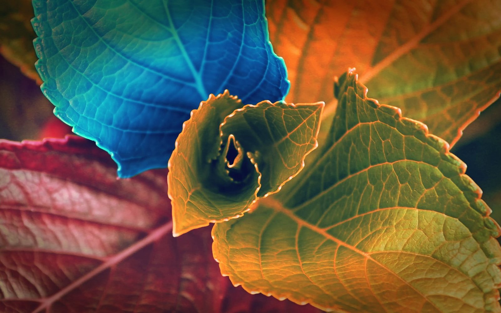 green yellow red and purple leafed plant plants macro leaves 2k
