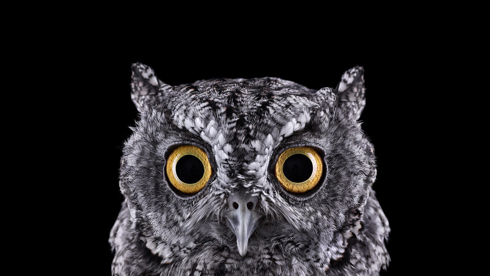 grey owl selective focus photograph of face photography 63 2k