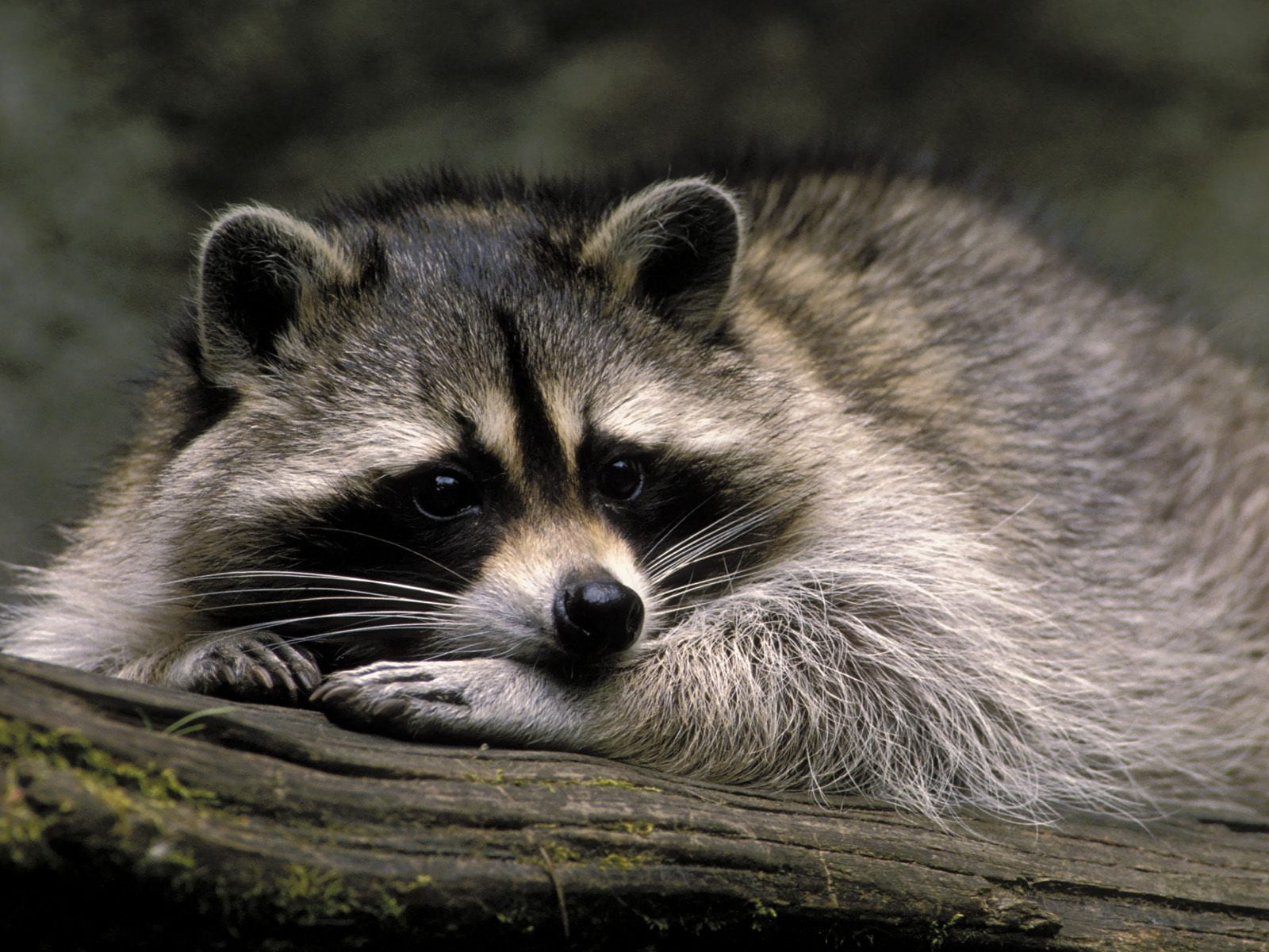grey racoon macro raccoon animal mammal wildlife nature 2k