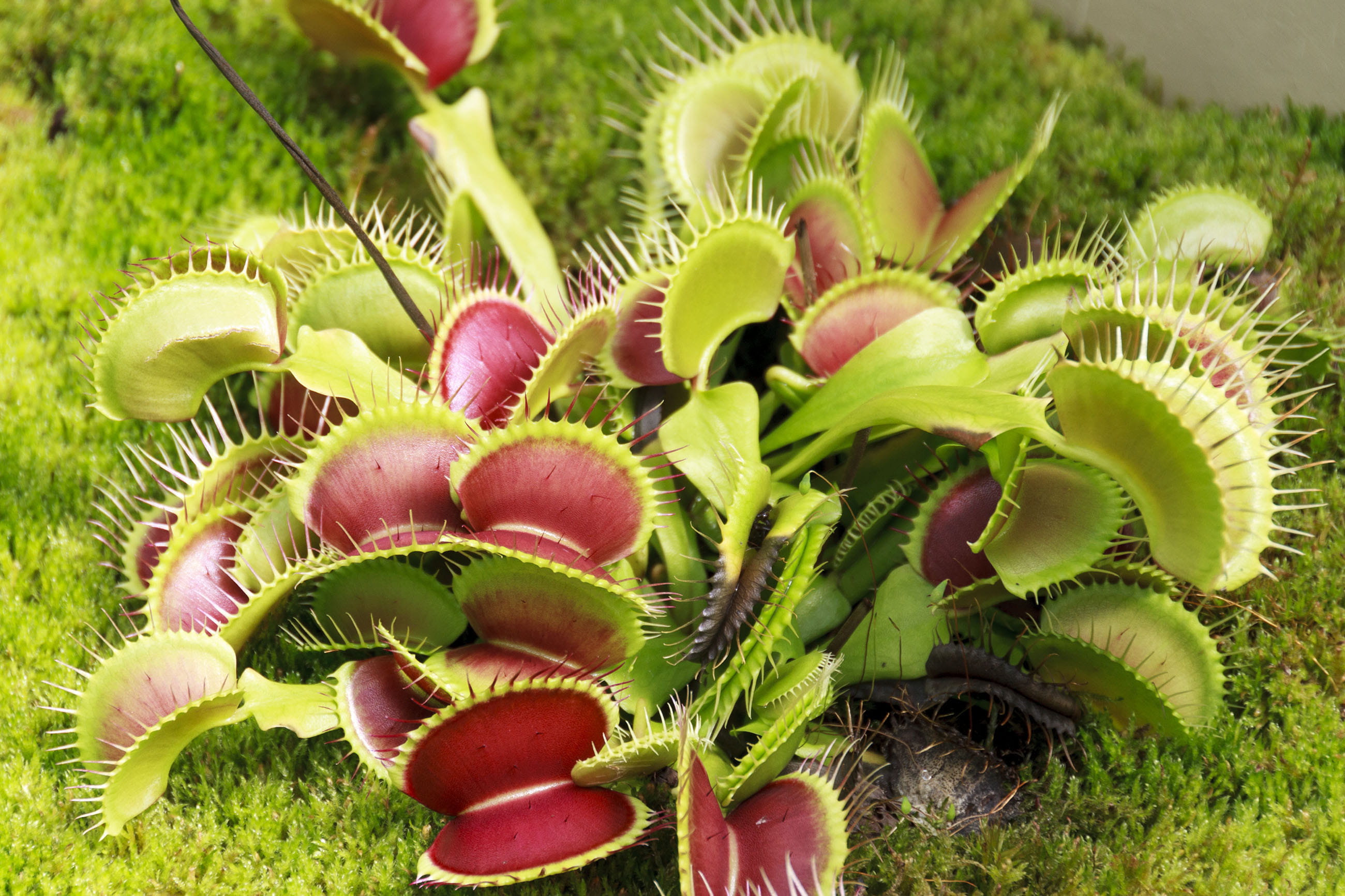 Insect eating plants venus fly trap background botanical 2k