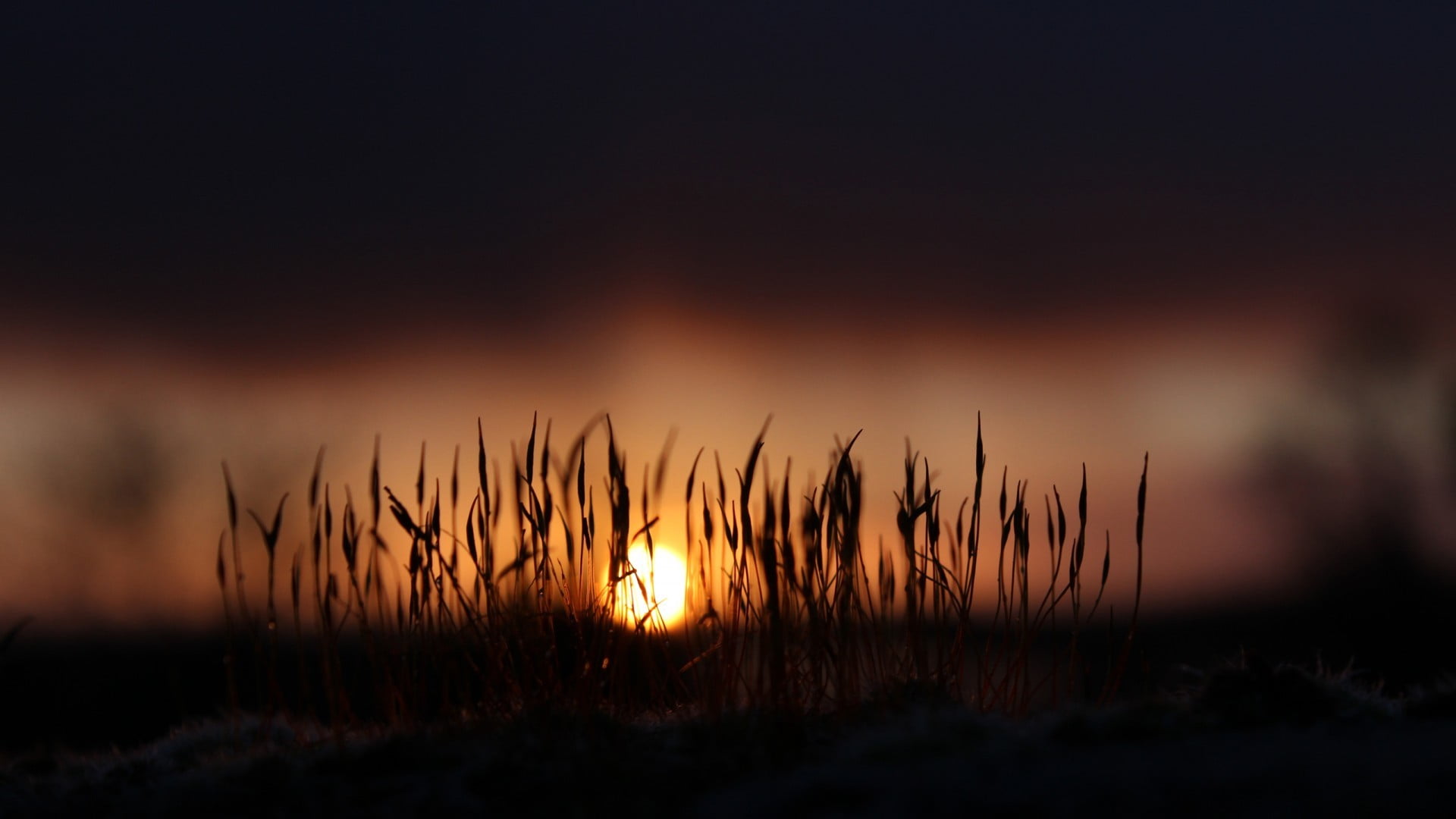 leafed plants untitled macro sunlight nature depth of field 2k