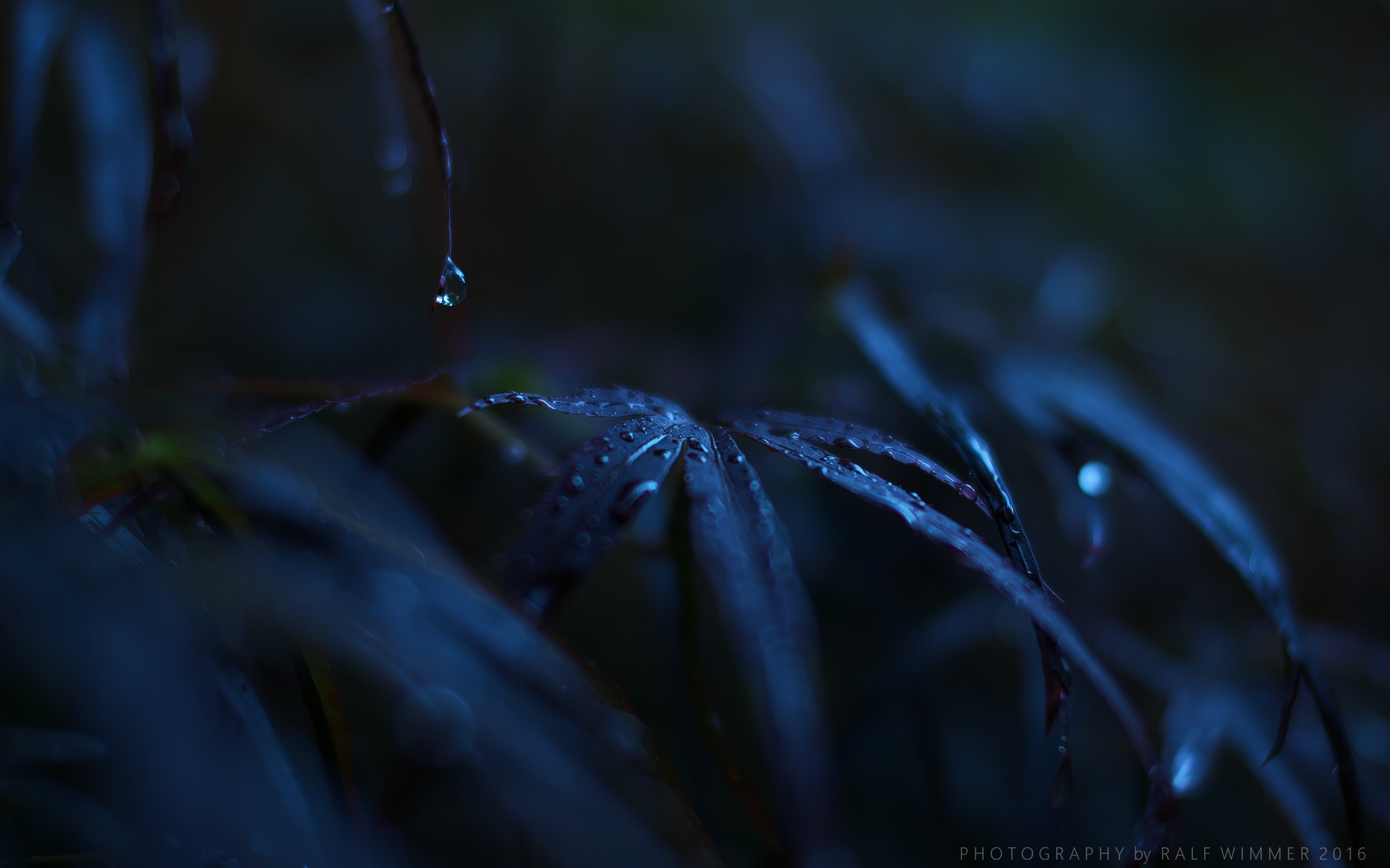 leafy plants in night acer palmatum cv Acer 2k 4k 5k