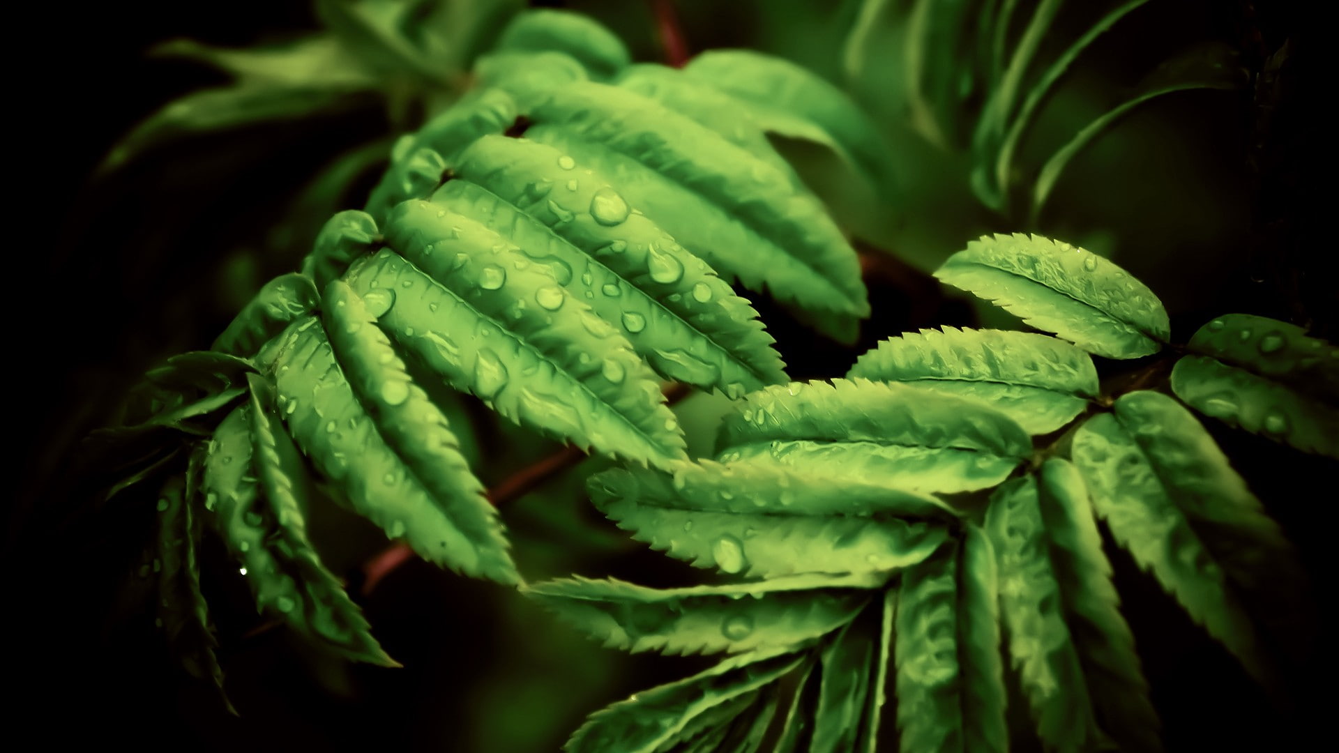 leaves ferns macro water drops nature plants green color 2k