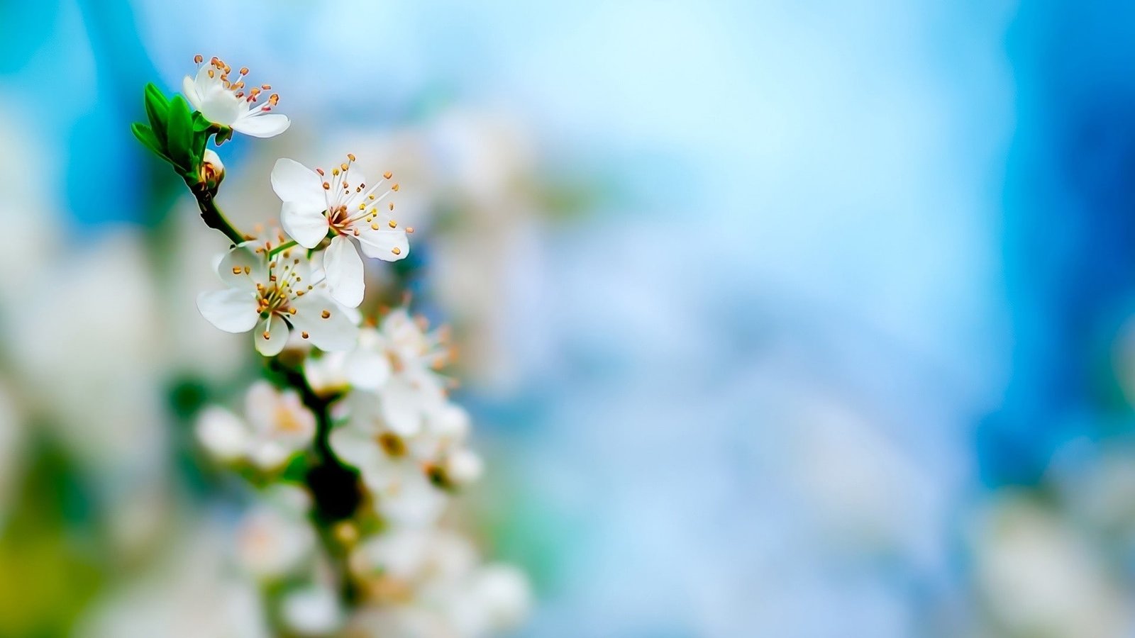 Macro Flower Blossom Cherry HD nature 2k