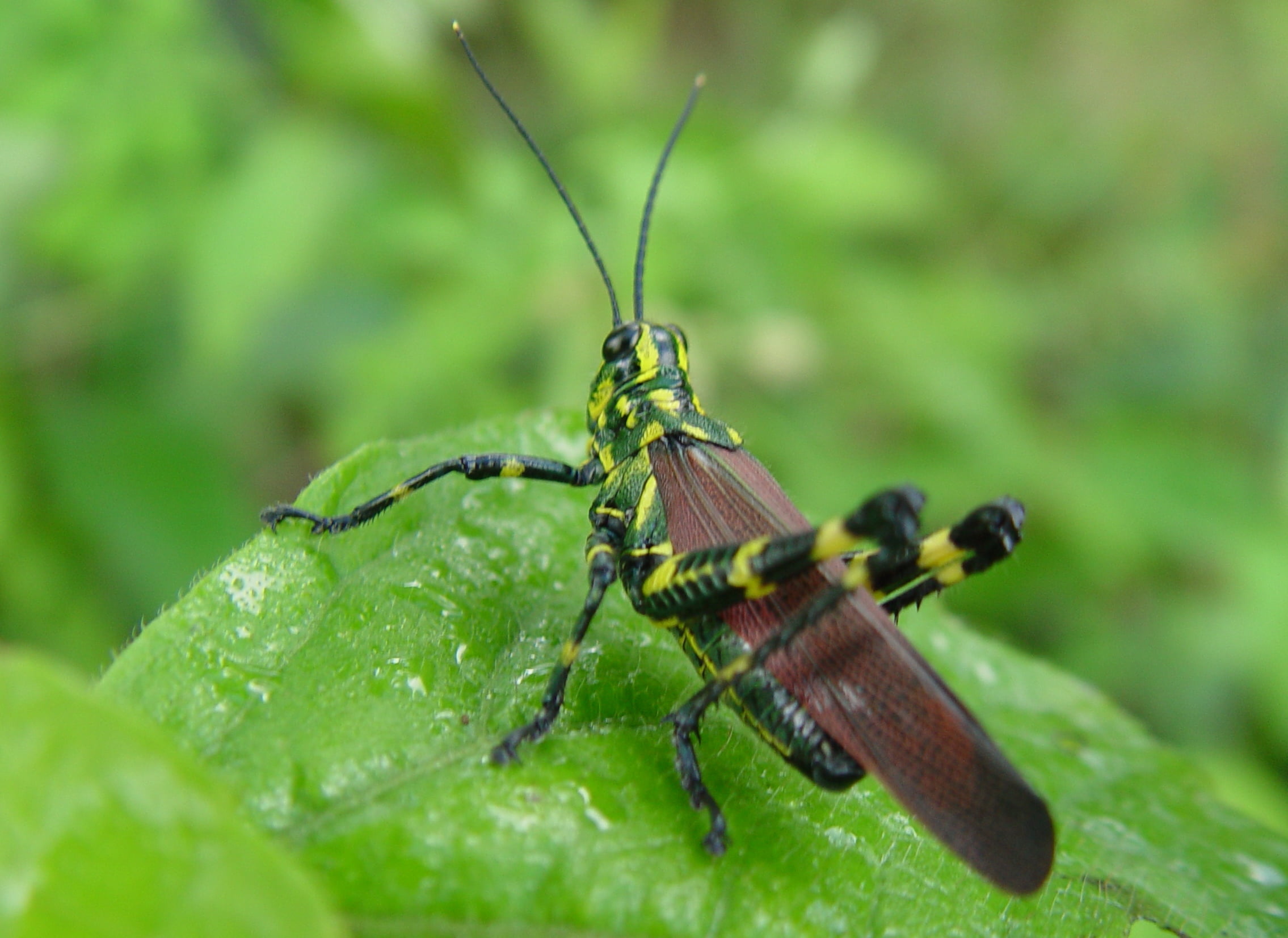 macro photo of a Romalea Guttata on green leaf insect nature 2k