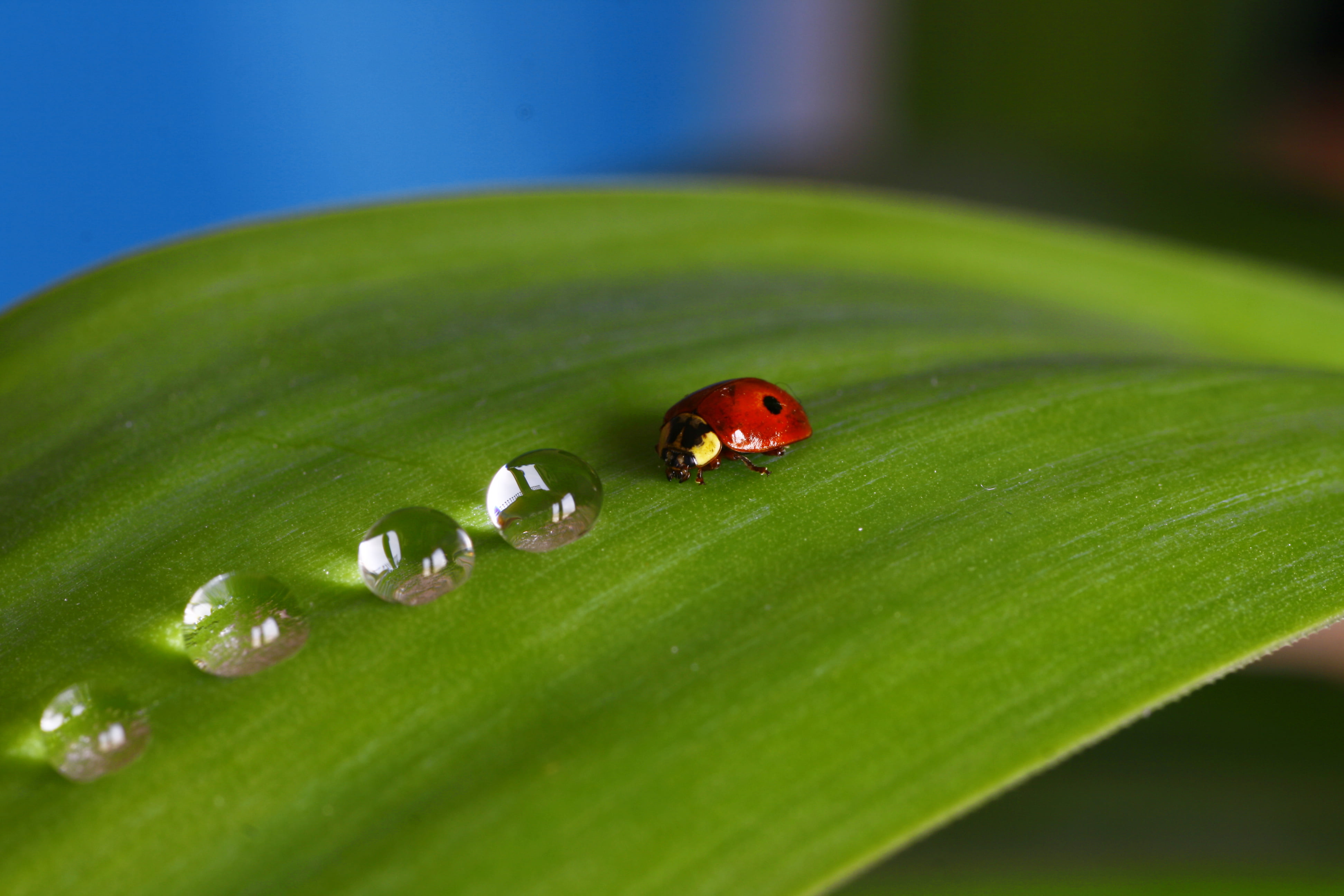 macro photo of LadyBug and dewdrops on green leaf title insect 2k 4k