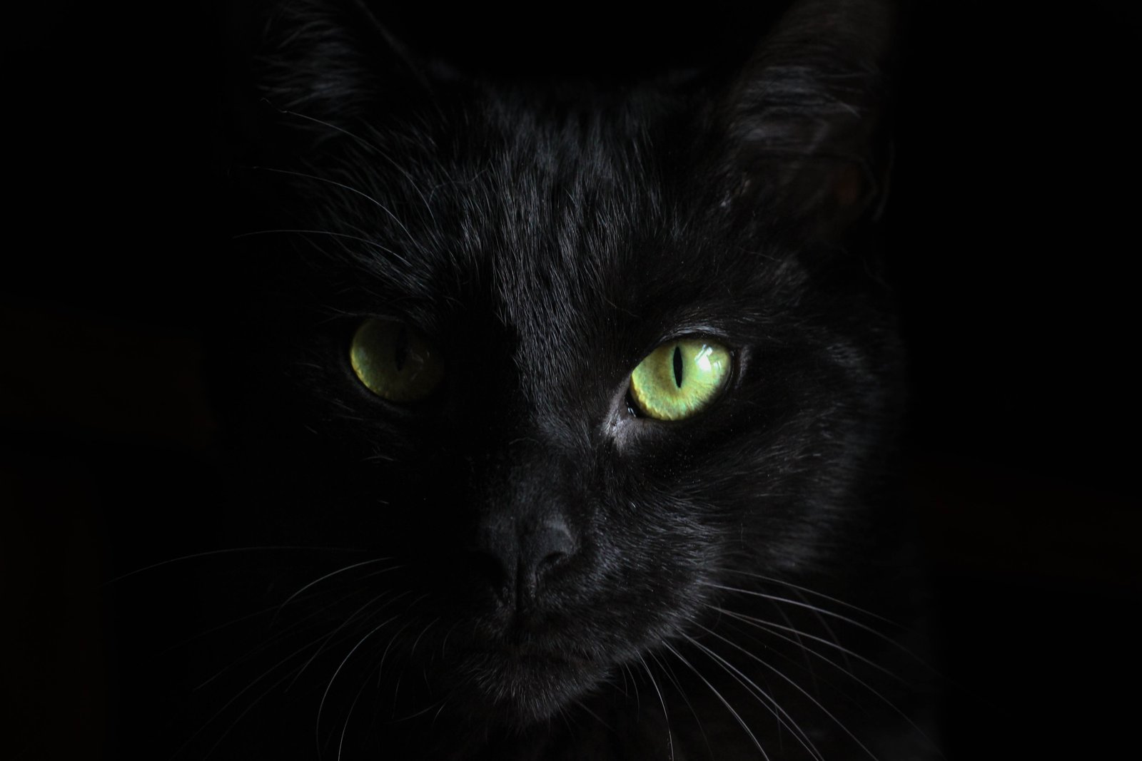 macro photography of black cat wallpaper wallpapers 2k 4k 5k