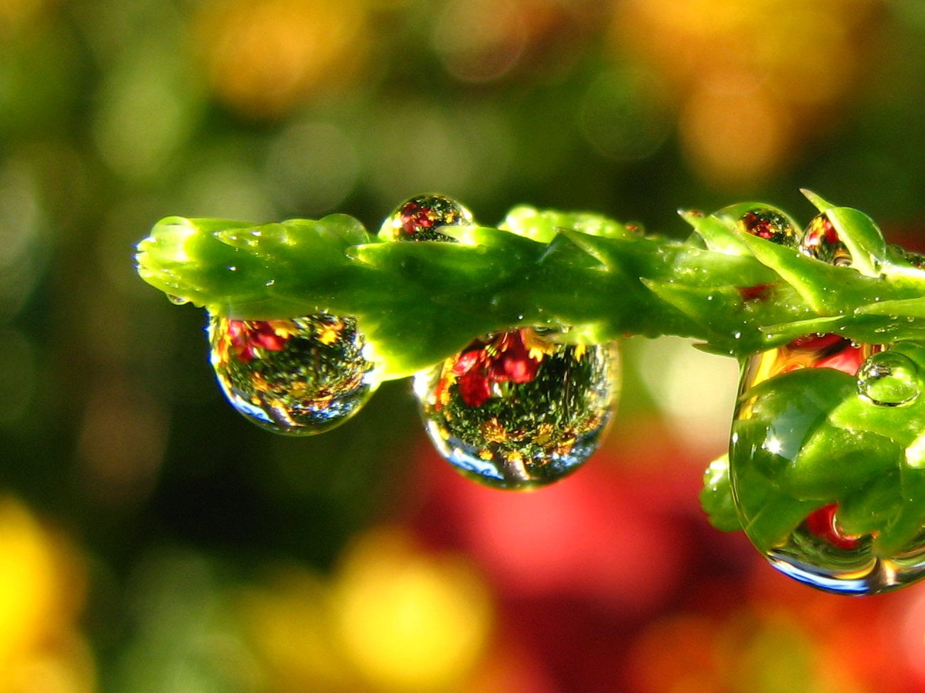 macro photography of green leaf with drop water flower