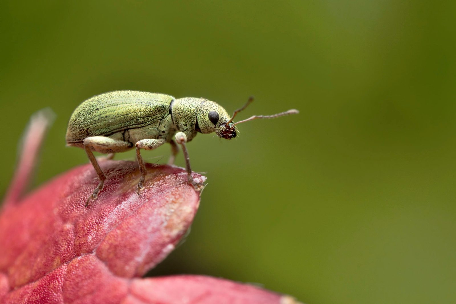 macro photography of green Weevil on top purple flower phyllobius 2k