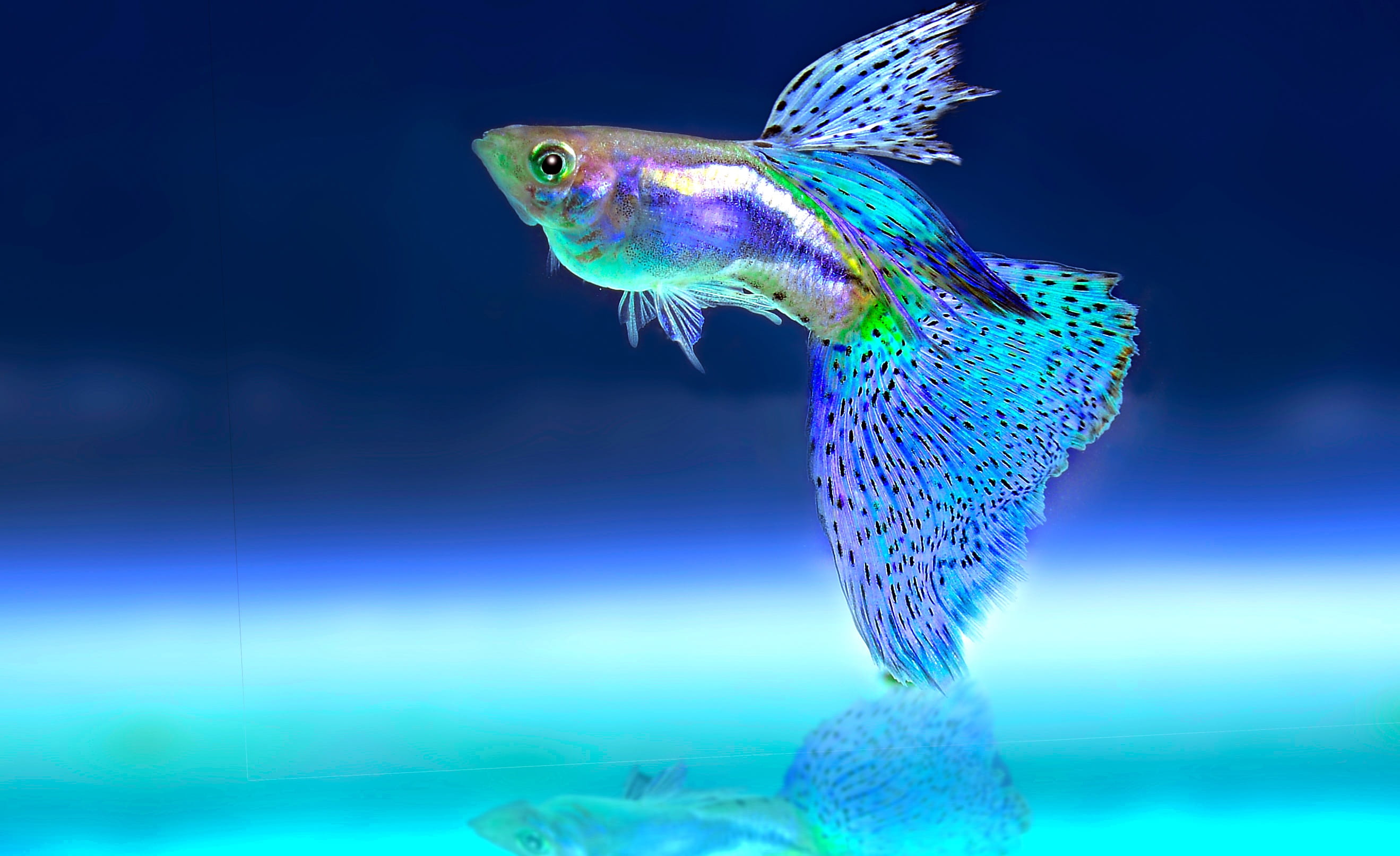 macro photography of light blue and purple beta fish ornamental 2k