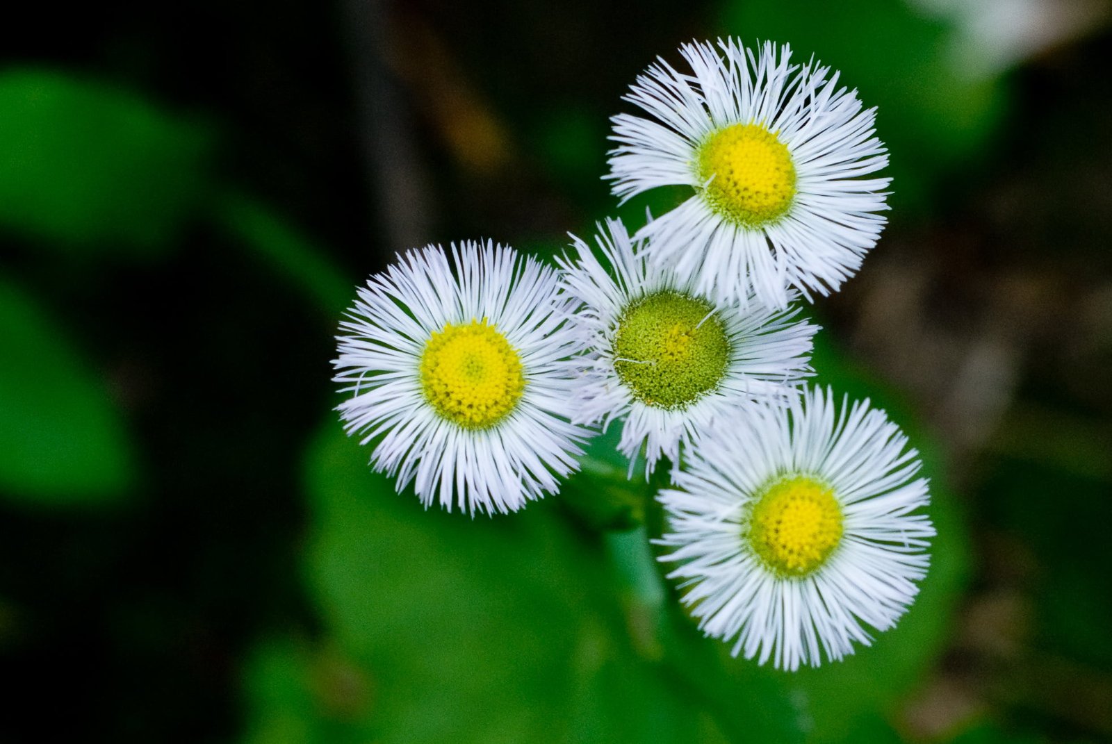 macro photography of petal flowers daisy White Daisy 2k