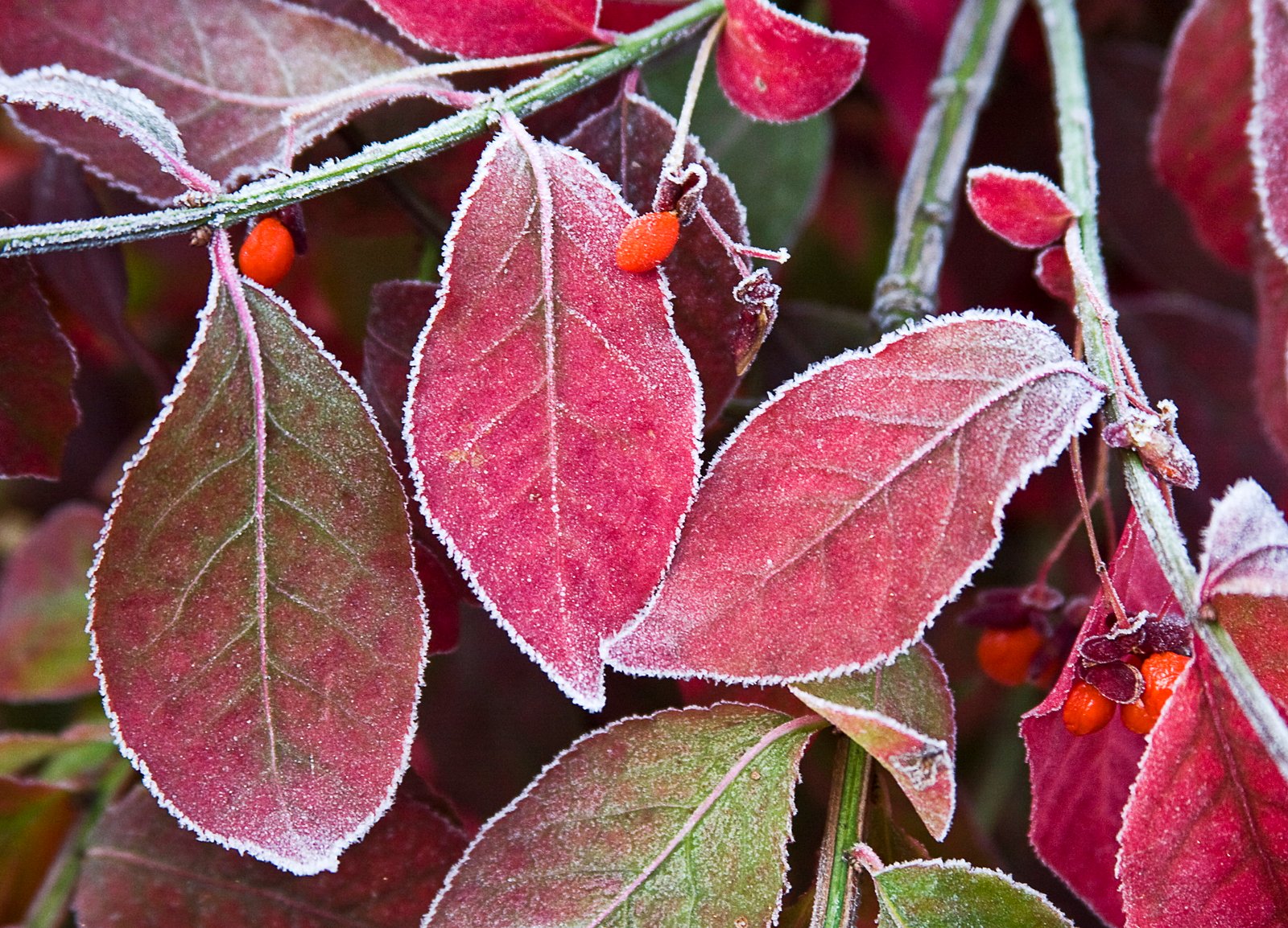macro photography of purple leaf plant frosty leaves nature 2k 4k