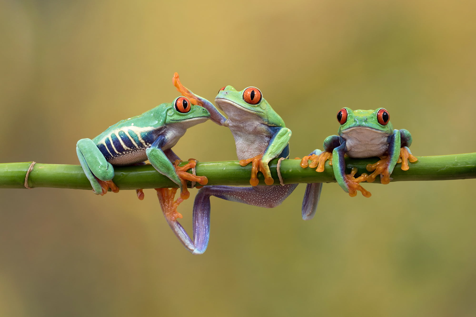 macro photography of three frog on bamboo stick Friends Romans countrymen lend me your ears 2k