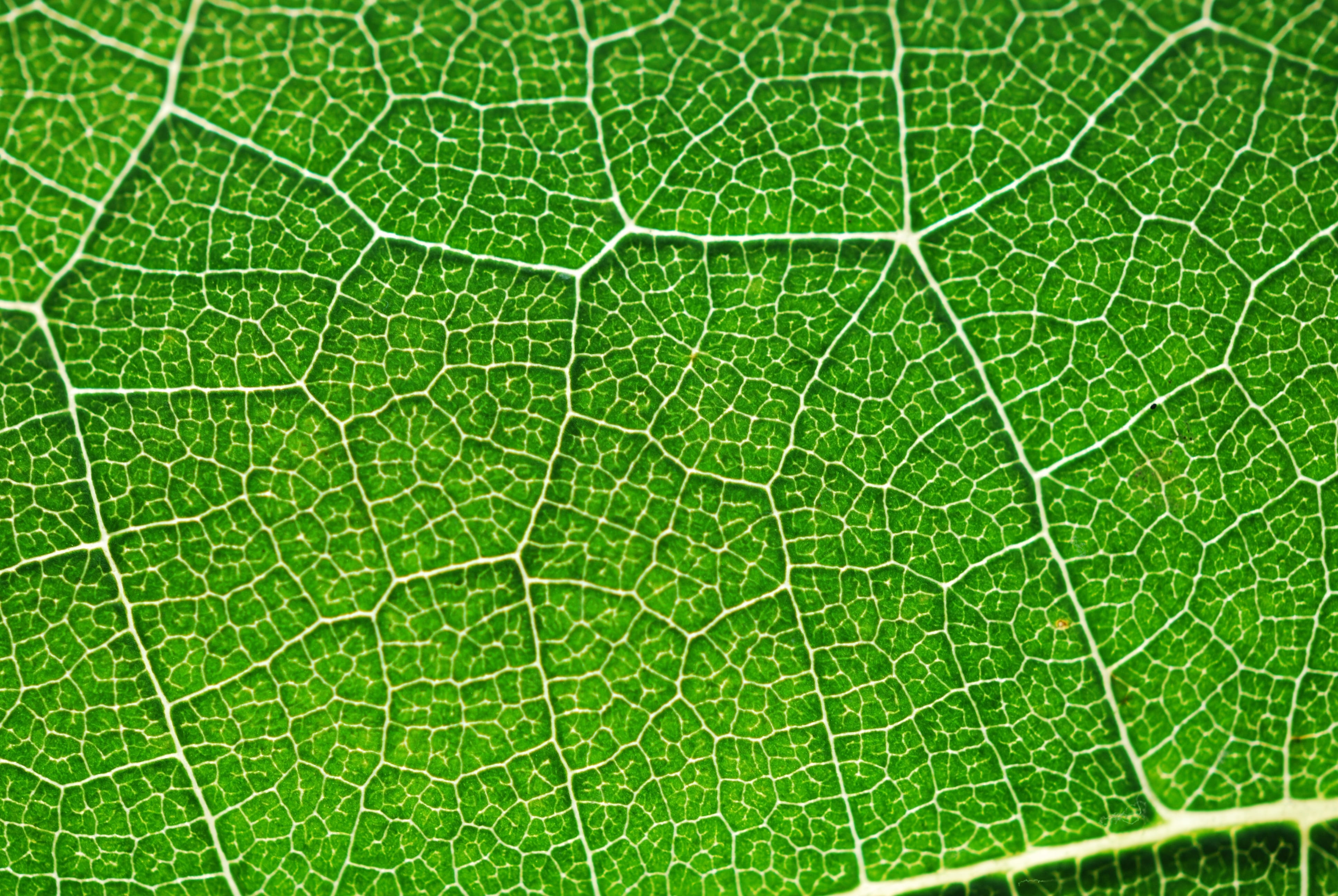 macro shot of green leaf Photosynthesis Color Holidays summer 2k 4k