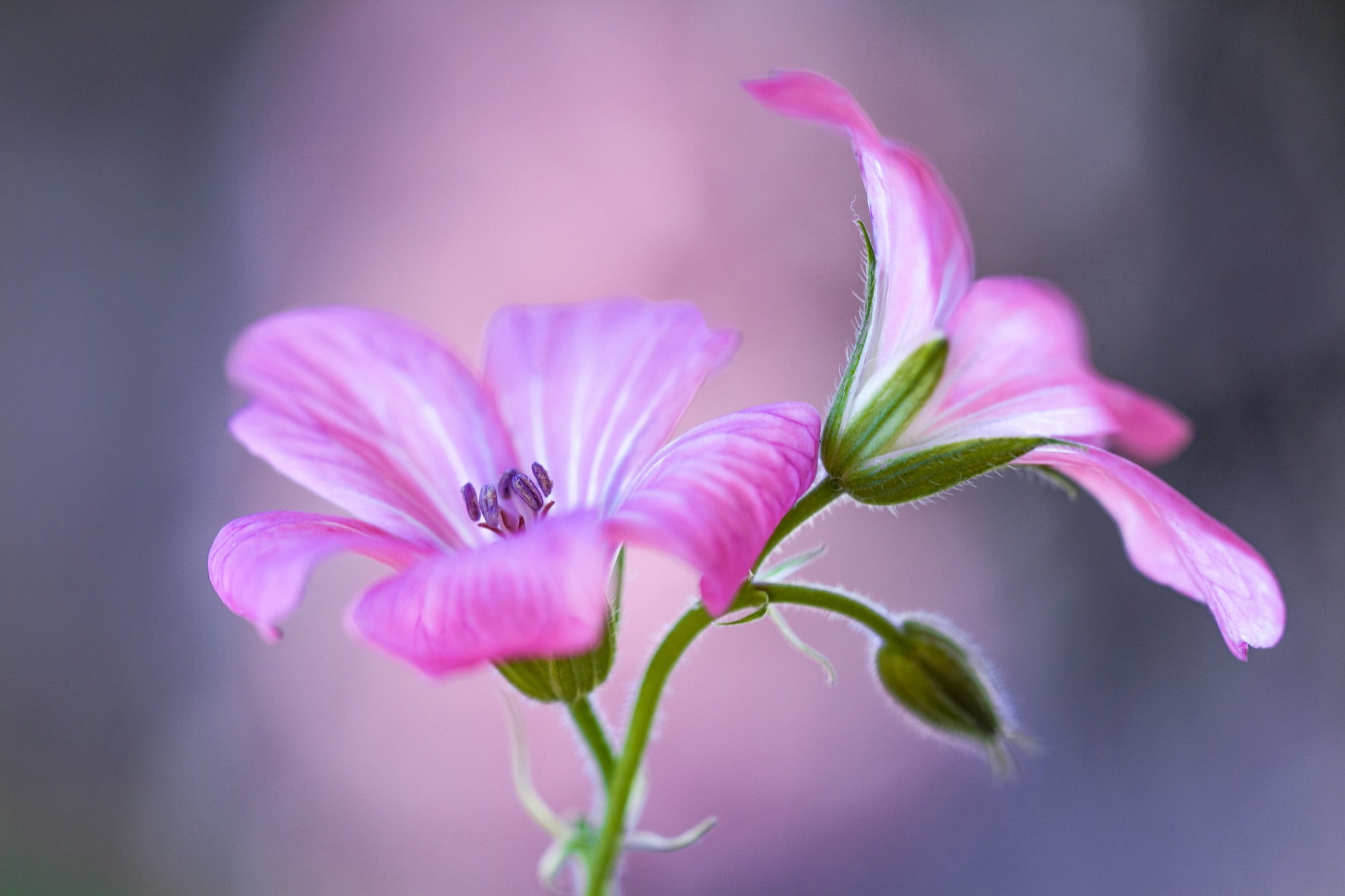 macro shot of two pink flowers nature flowering plant color 2k