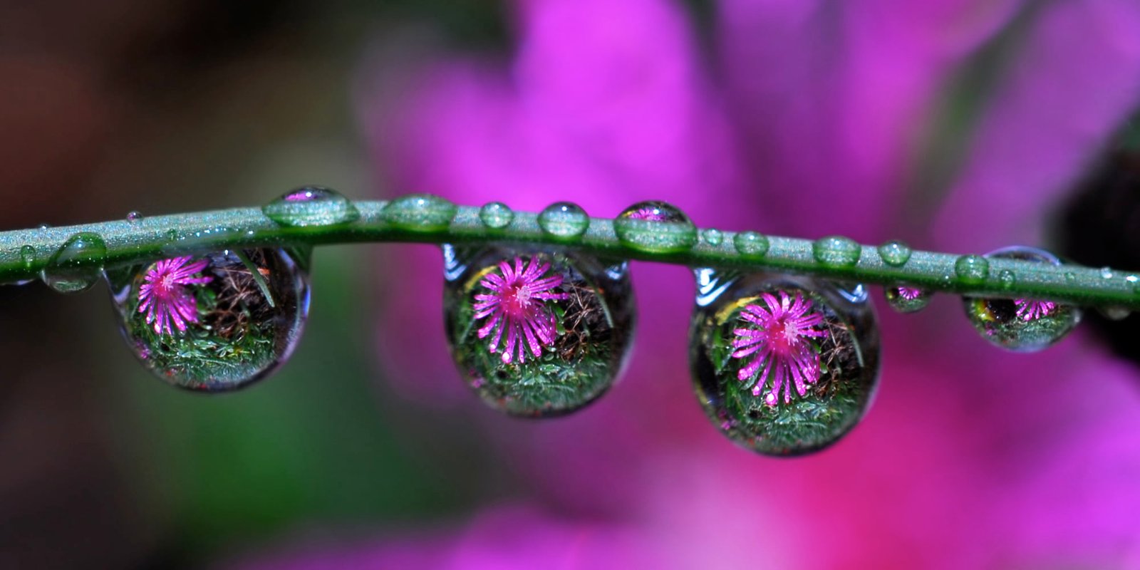 macro shot of water drops purple ice refraction nature close up 2k