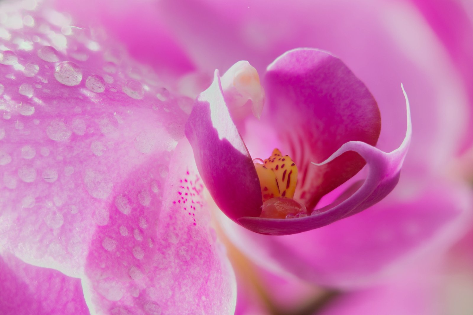macro shot photography of pink petal flower Heart 2k 4k 5k
