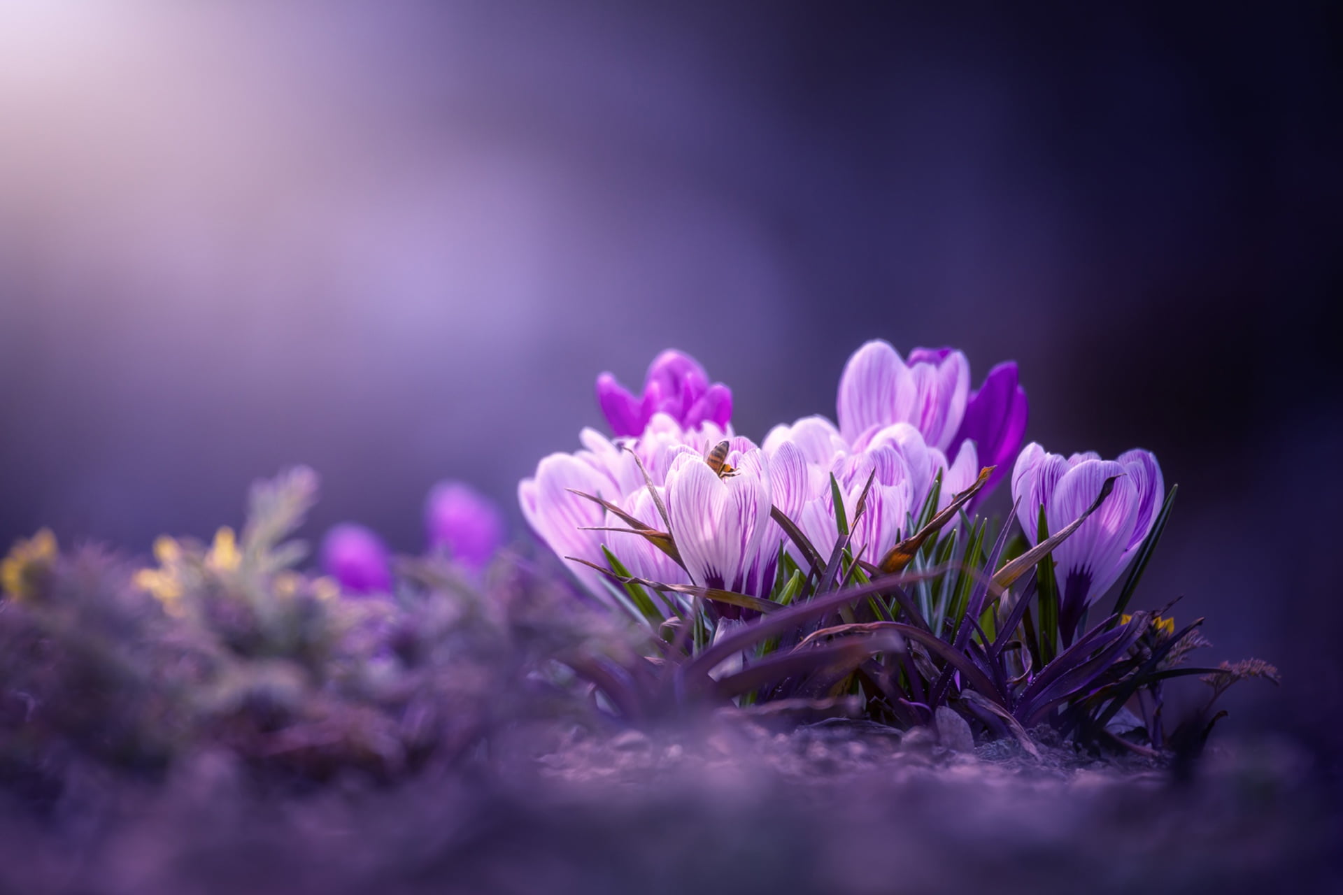 macro background spring crocuses bokeh saffron 2k