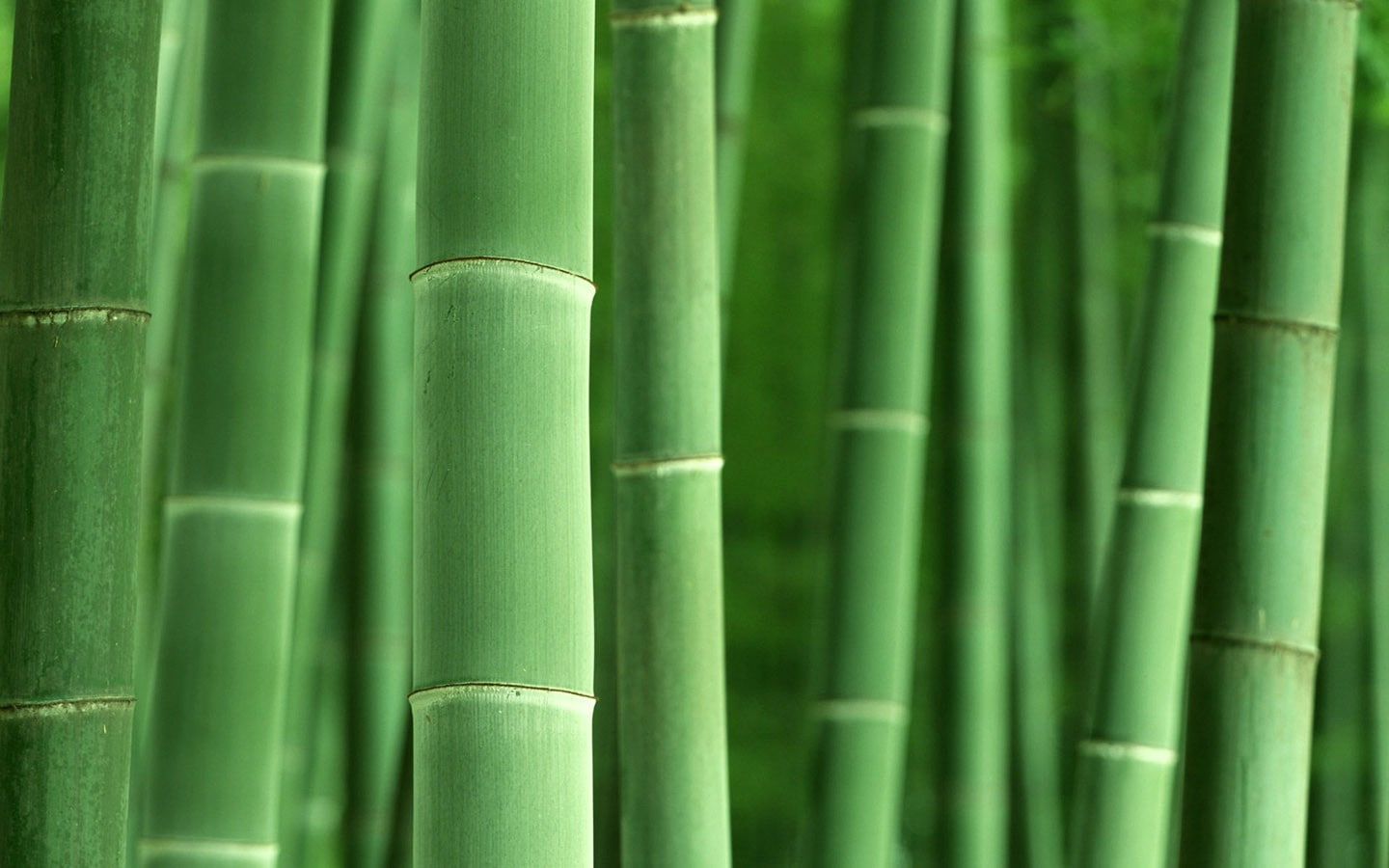 macro bamboo plants nature green
