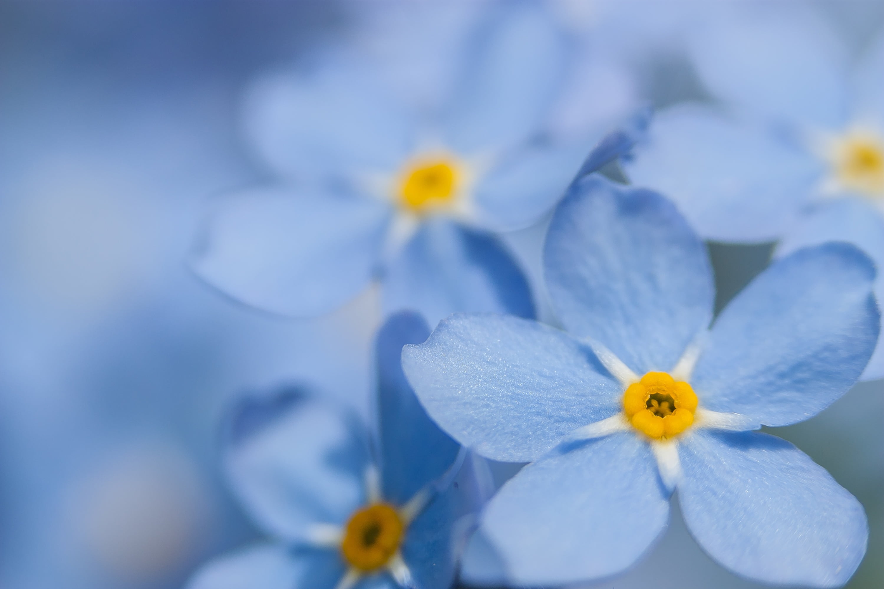 macro blue forget me not flower flowering plant fragility 2k