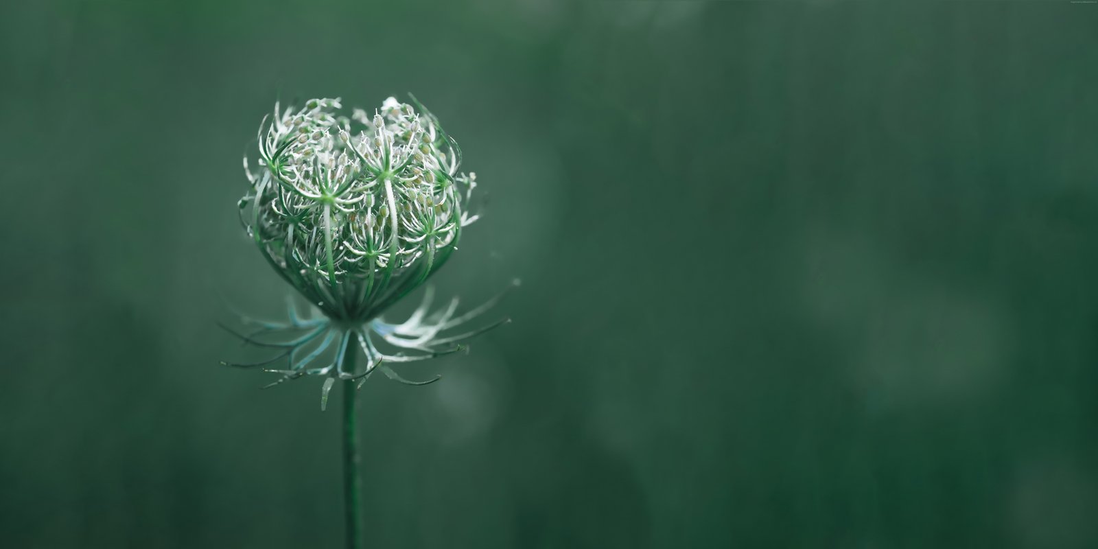 macro green flower plant close up color beauty in nature 2k 4k 5k 8k 10k