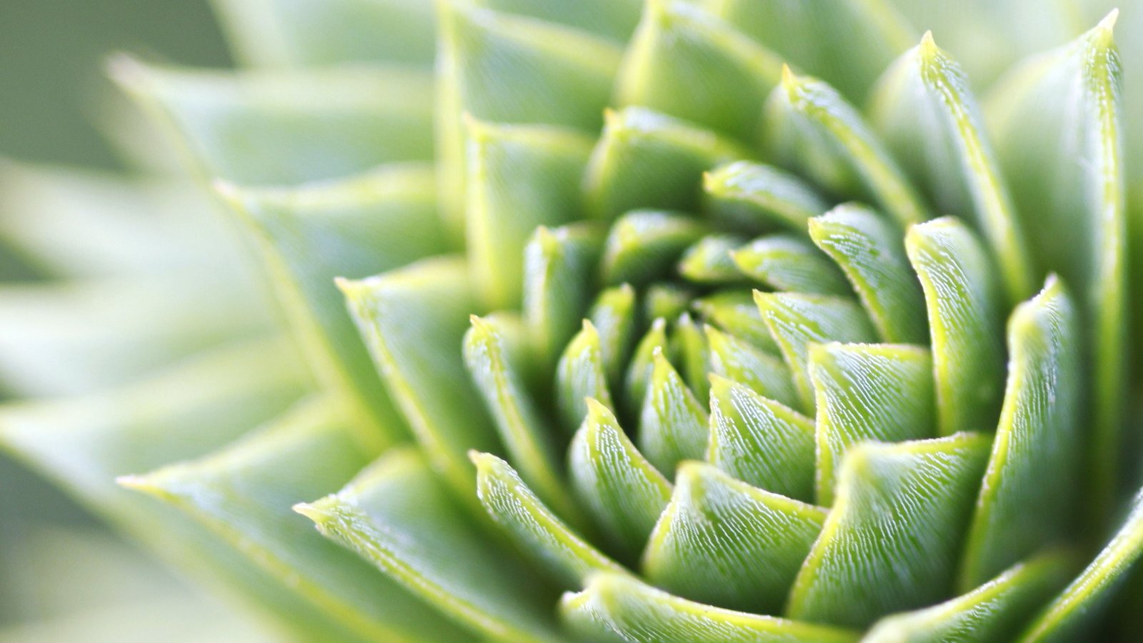 macro plants nature succulent green color close up food and drink 2k