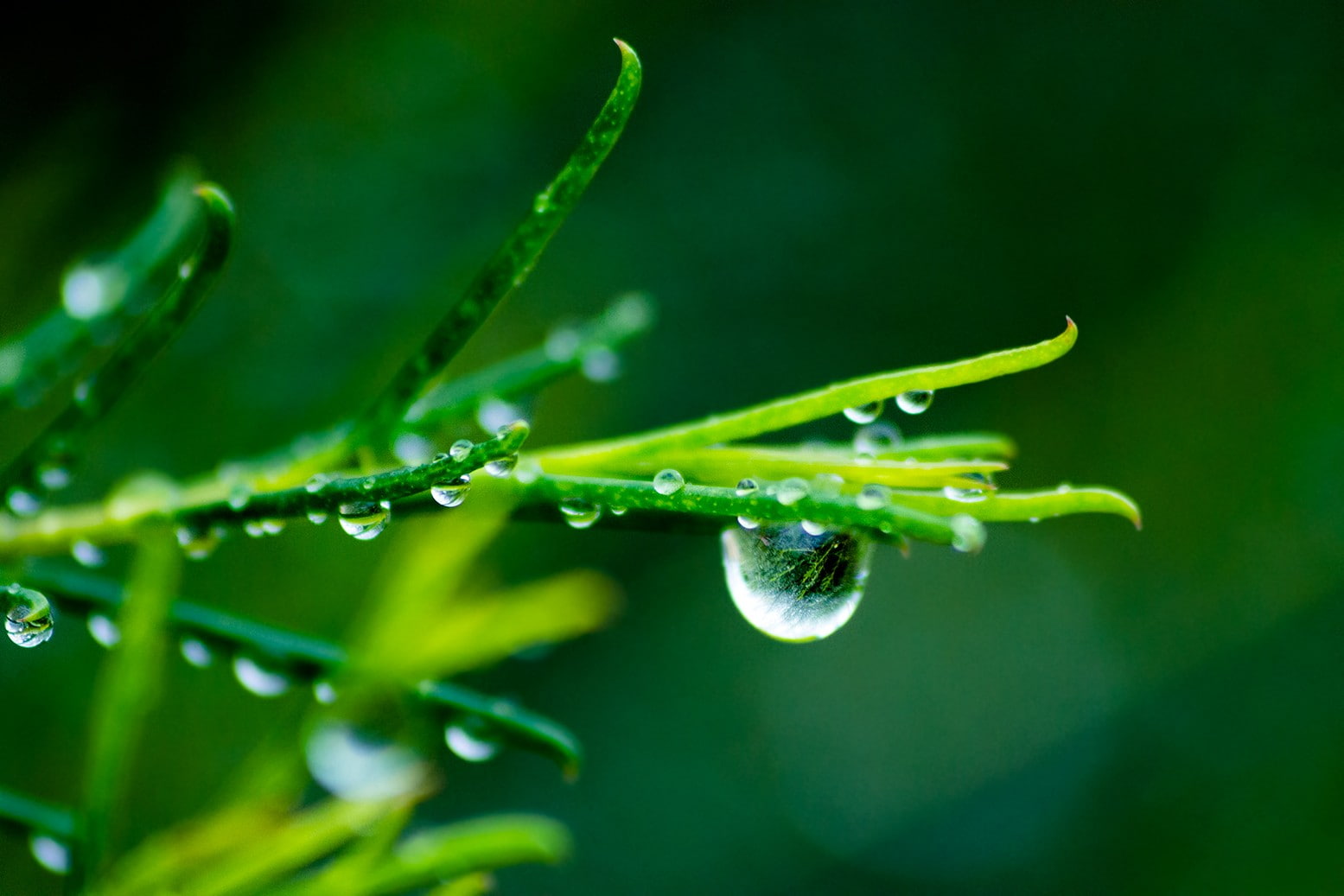 macro water drops green color plant beauty in nature 2k