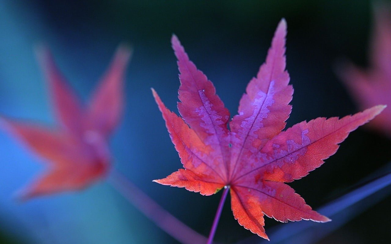 maple leaf selective focus photography of pink macro