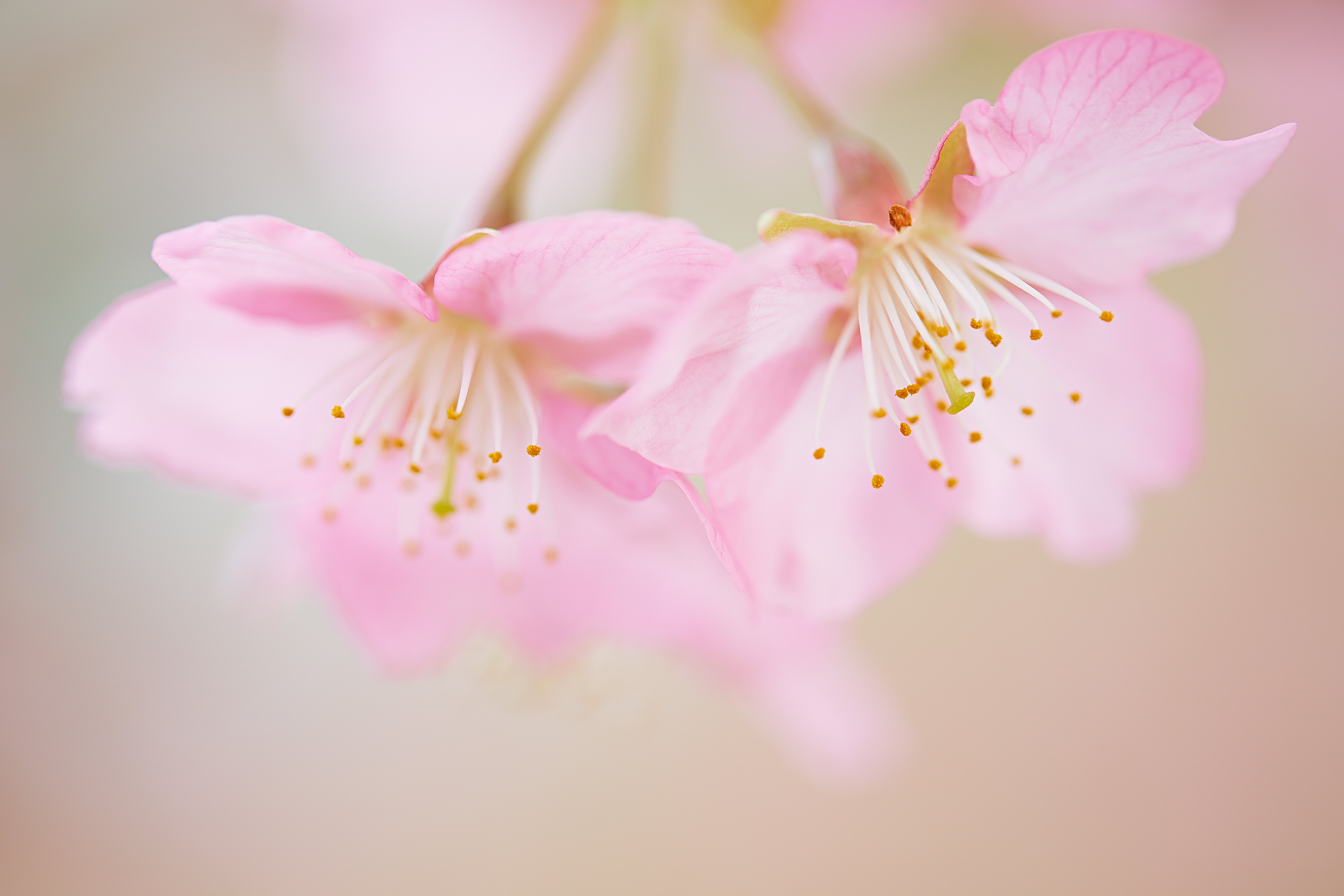 micro photography of pink petaled flowers cherry blossom season 2k 4k 5k