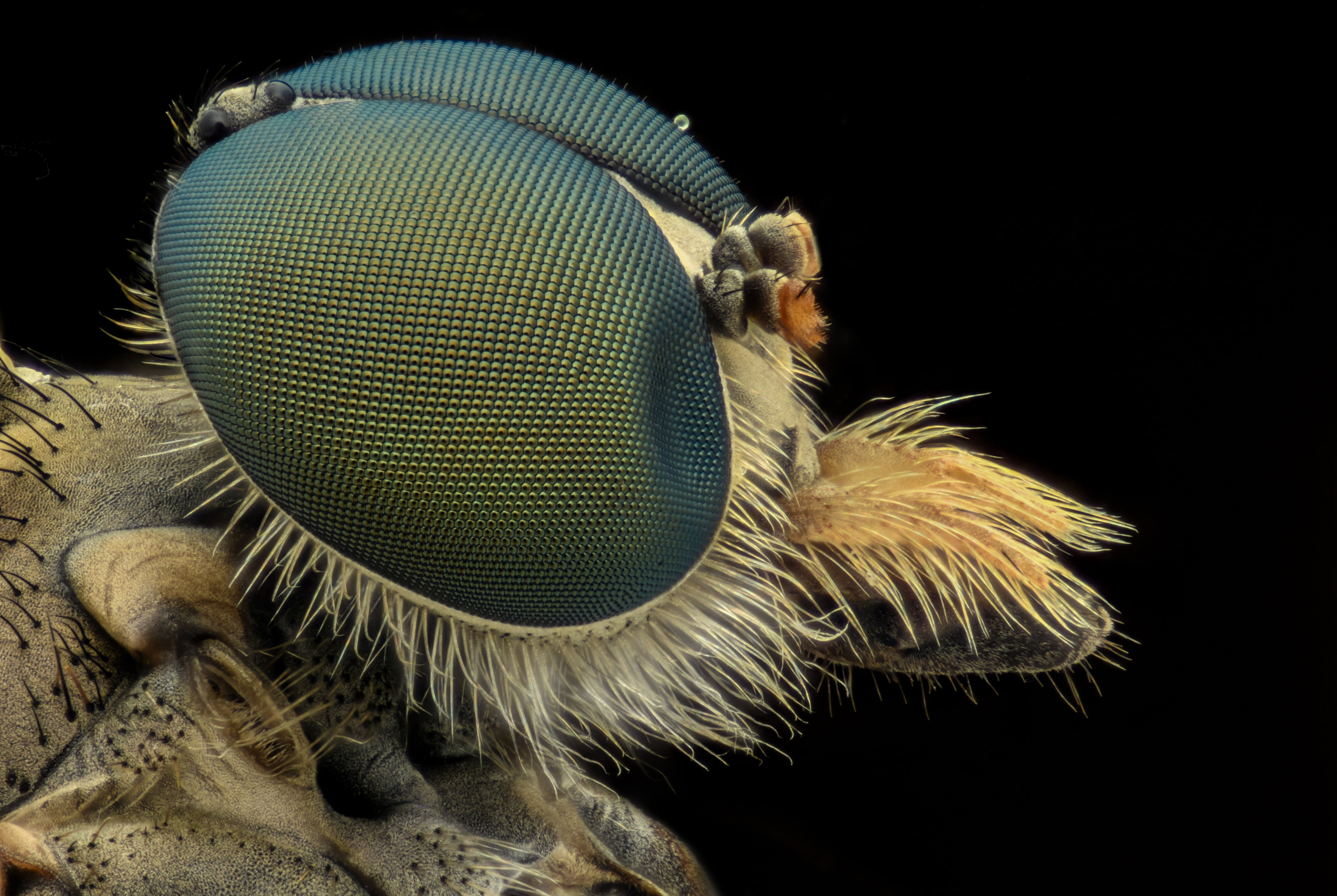 microscopic photography of insect bee macro eyes bug animal 2k 4k 5k