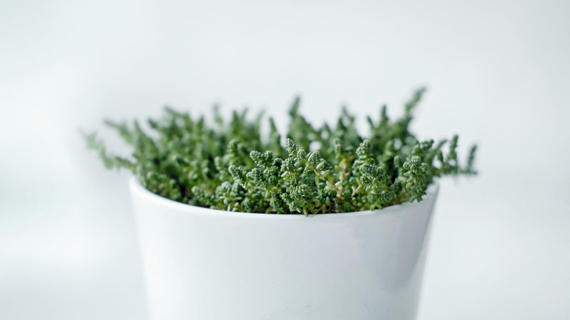 minimalism photography plants white macro bright material minimal 2k