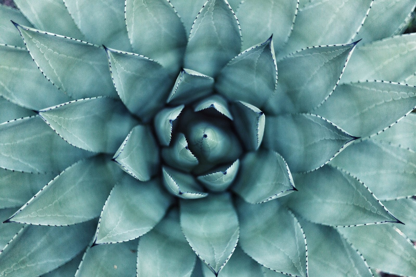 photo of green succulent plant blue leaves plants backgrounds 2k