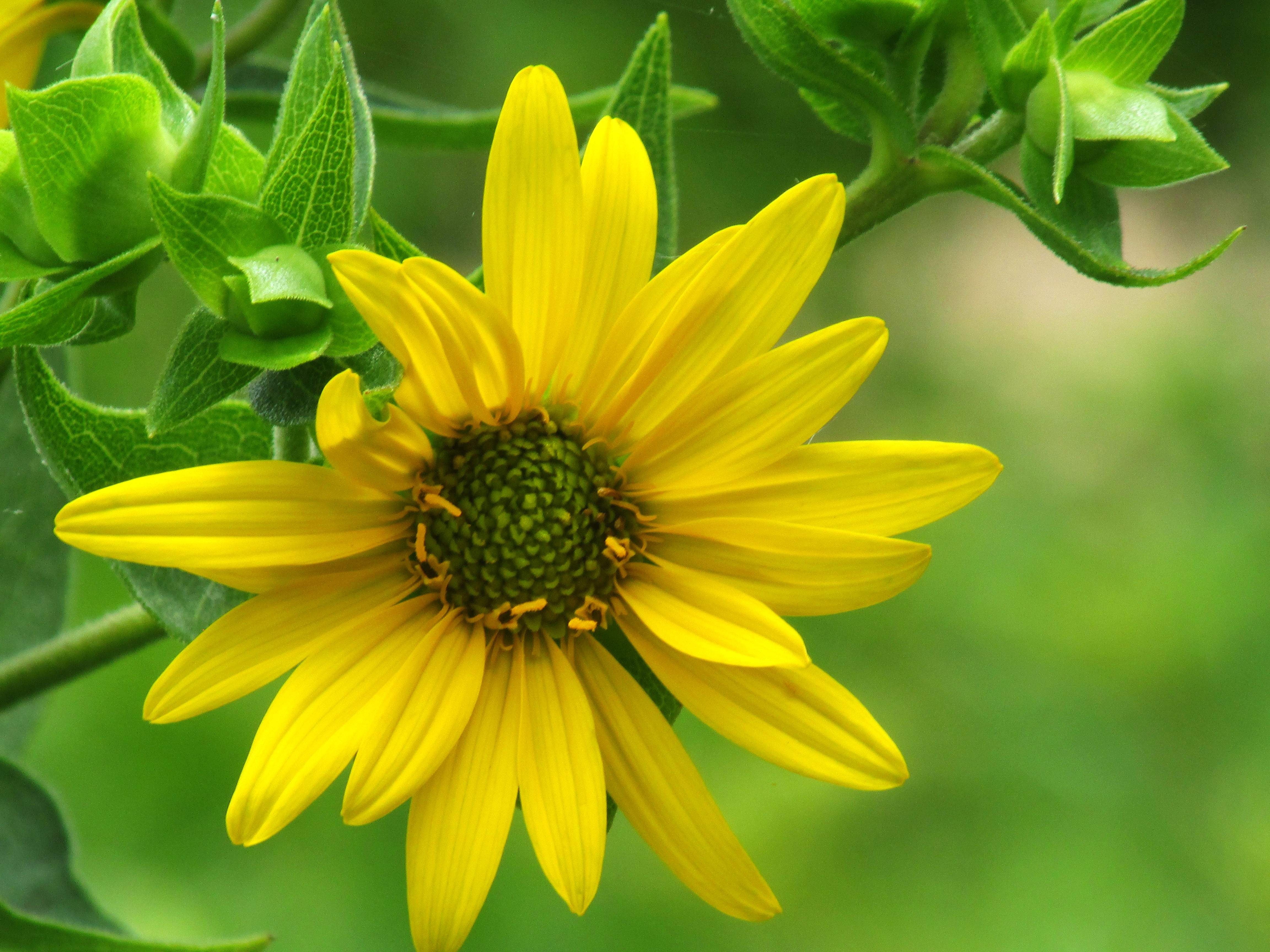 photo of yellow petaled flower sunflower nature 2k 4k 5k