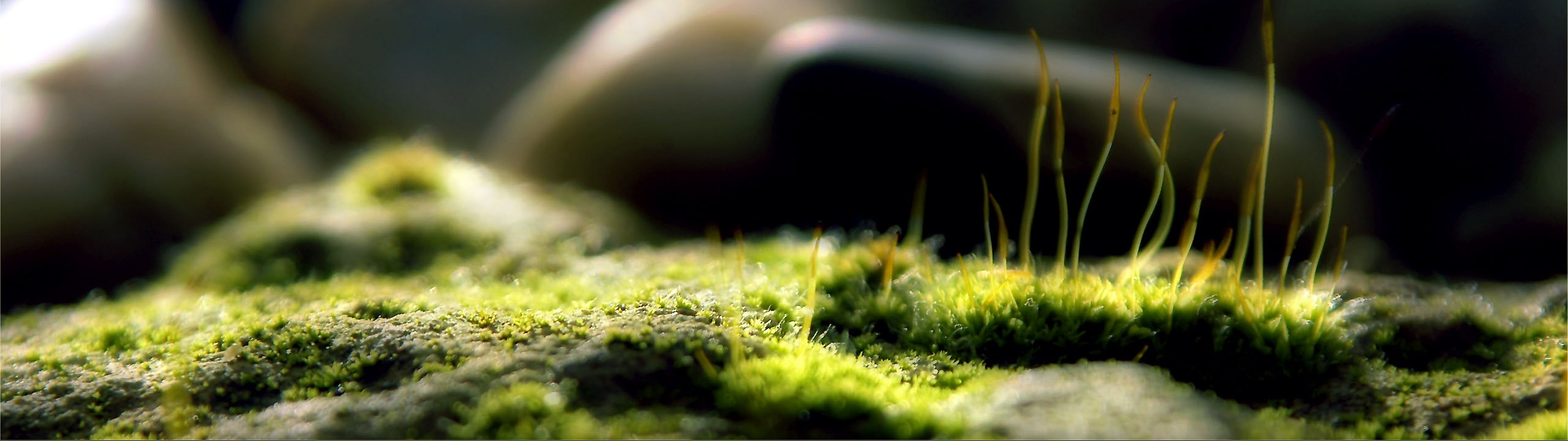 photography grass macro depth of field Nature Fields HD Art 2k 4k