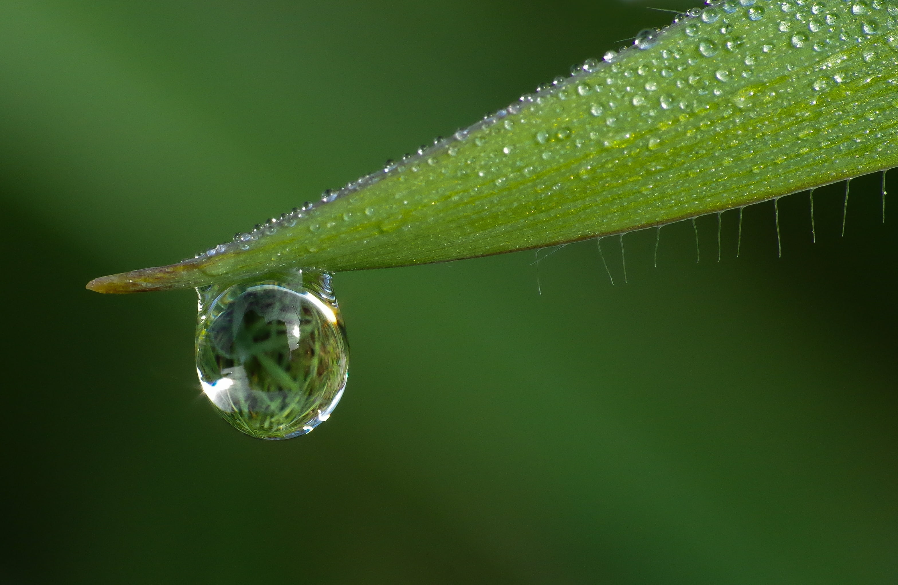 photography of a water drop in green leaf Pentax K 30 Tamron 2k
