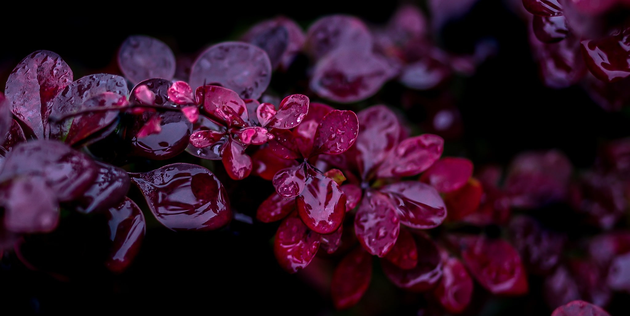 photography macro leaves depth of field water drops purple 2k