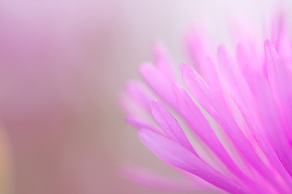 pink Color nature plant petal flower Head close up