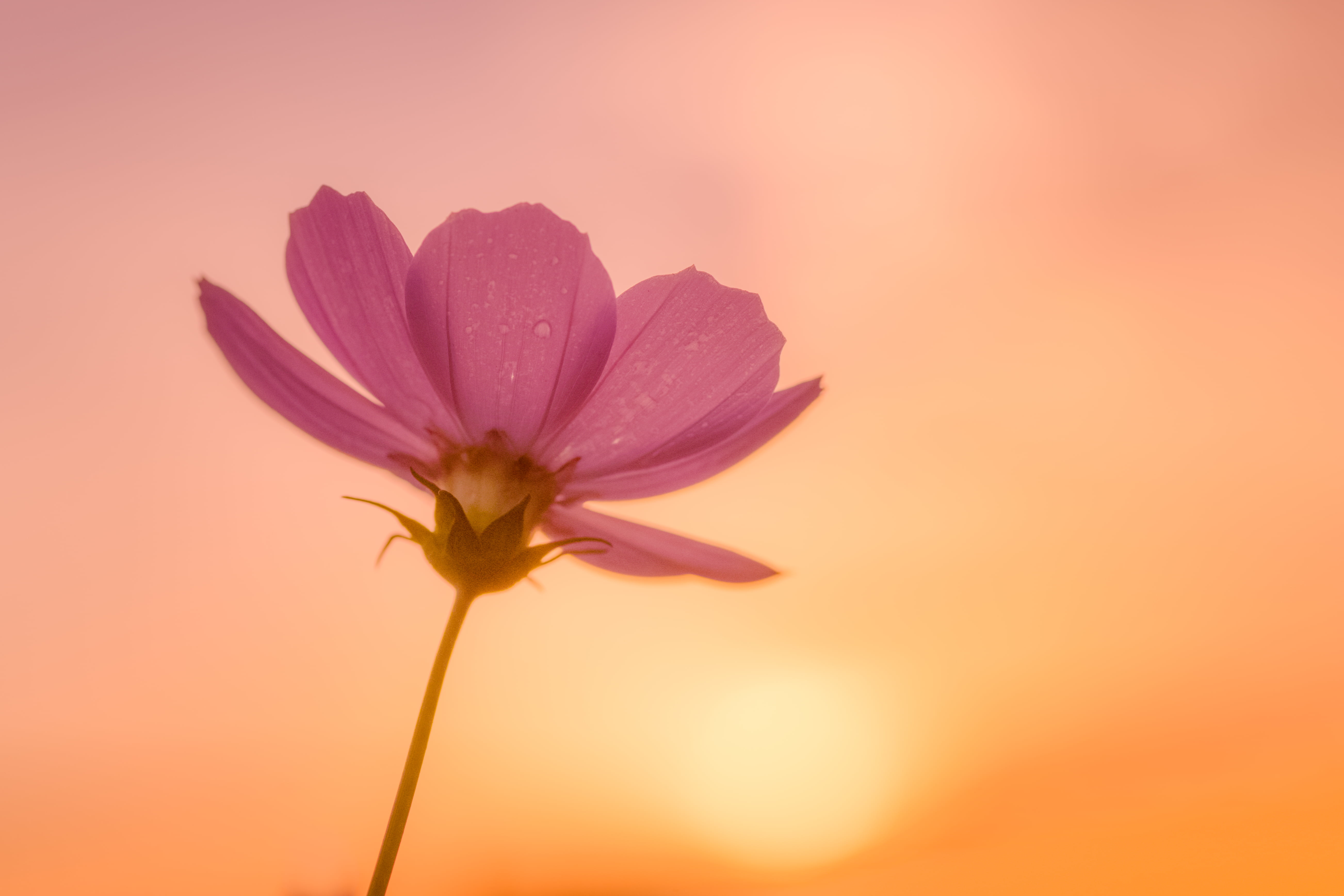 pink Cosmos flower at daytime Blooming Sunlight Tamron 2k 4k 5k
