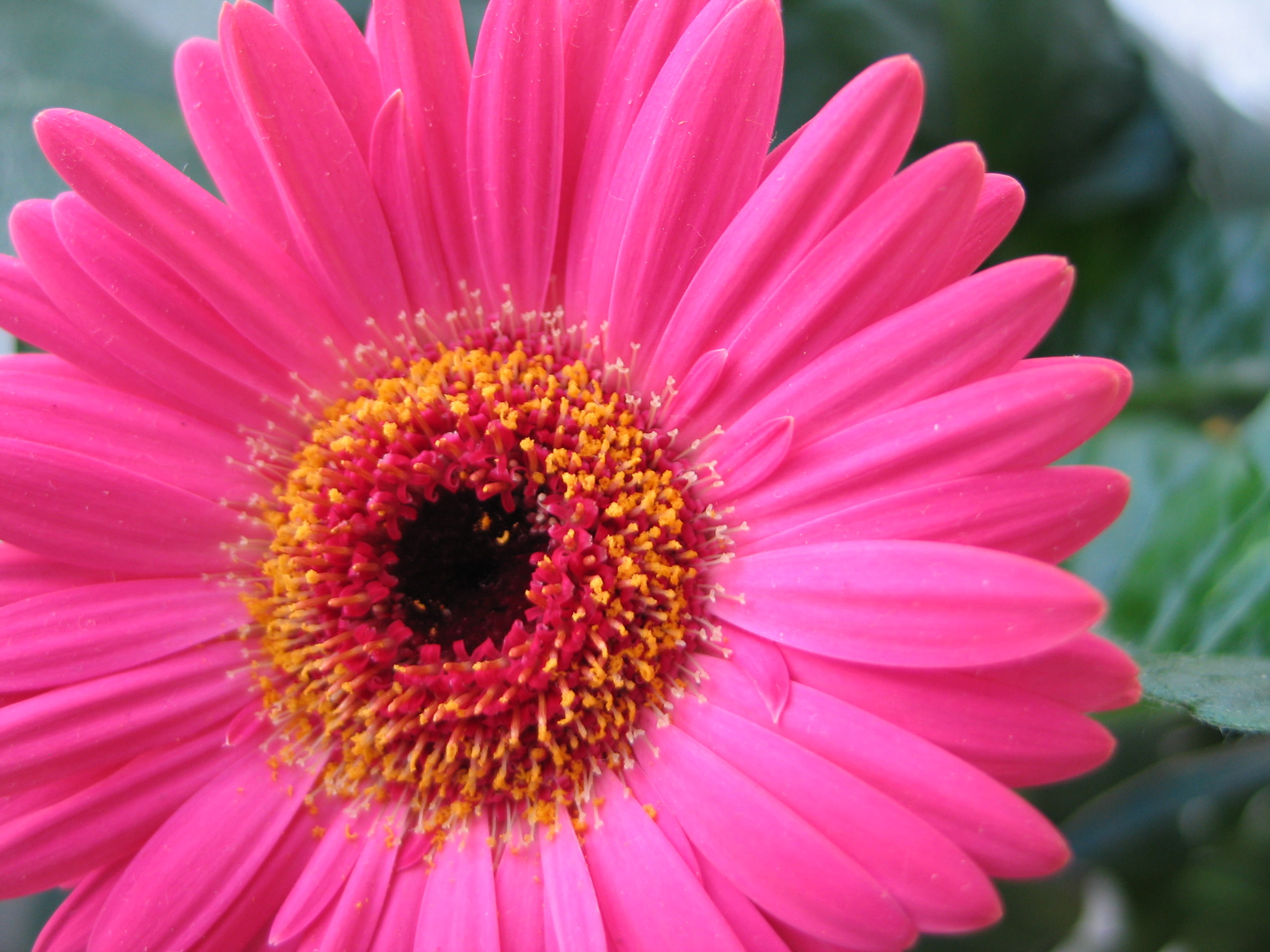 pink flower macro shot nature gerbera Daisy petal plant close up 2k