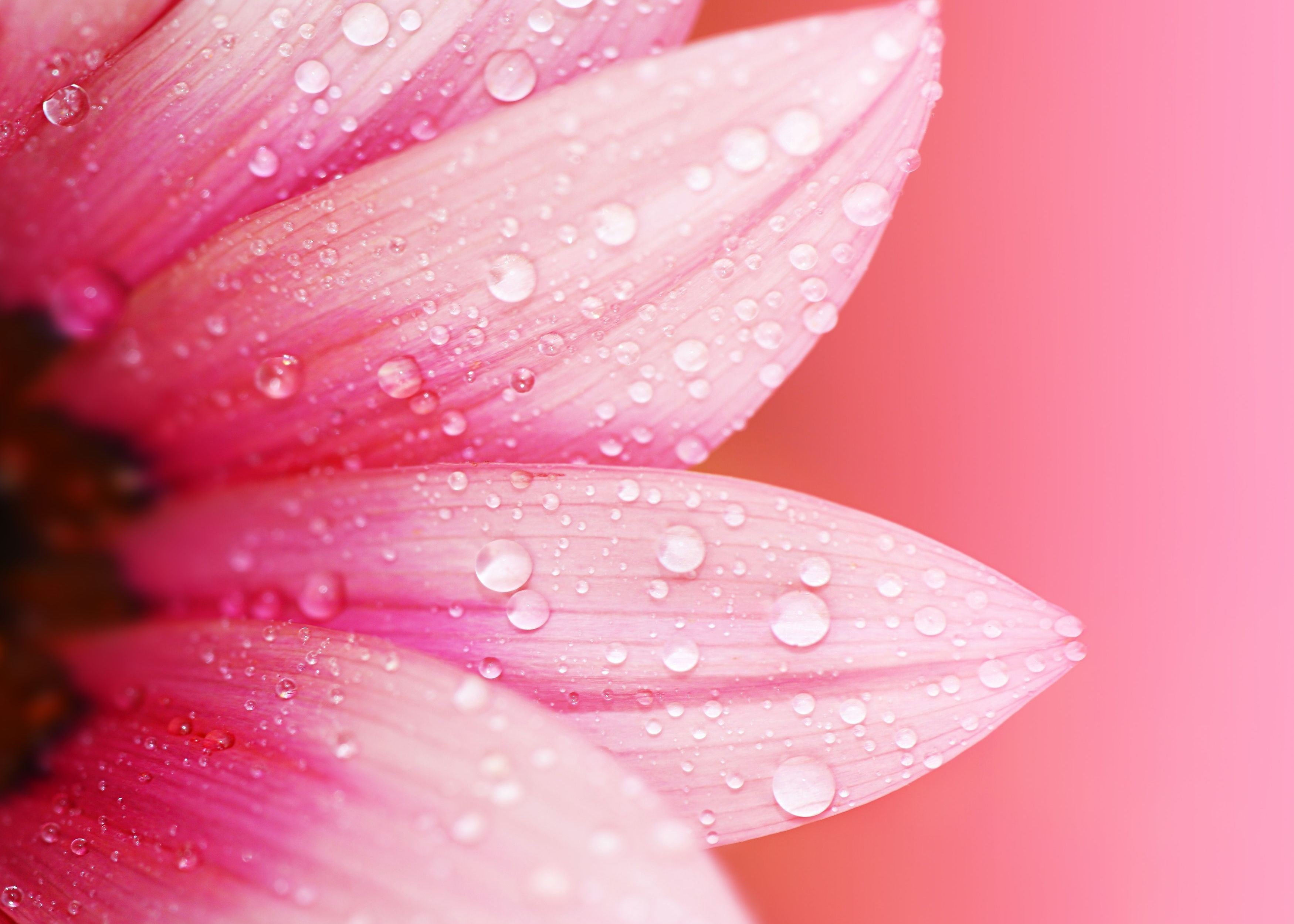 pink Gerbera flower flowers water drops macro plants color 2k 4k