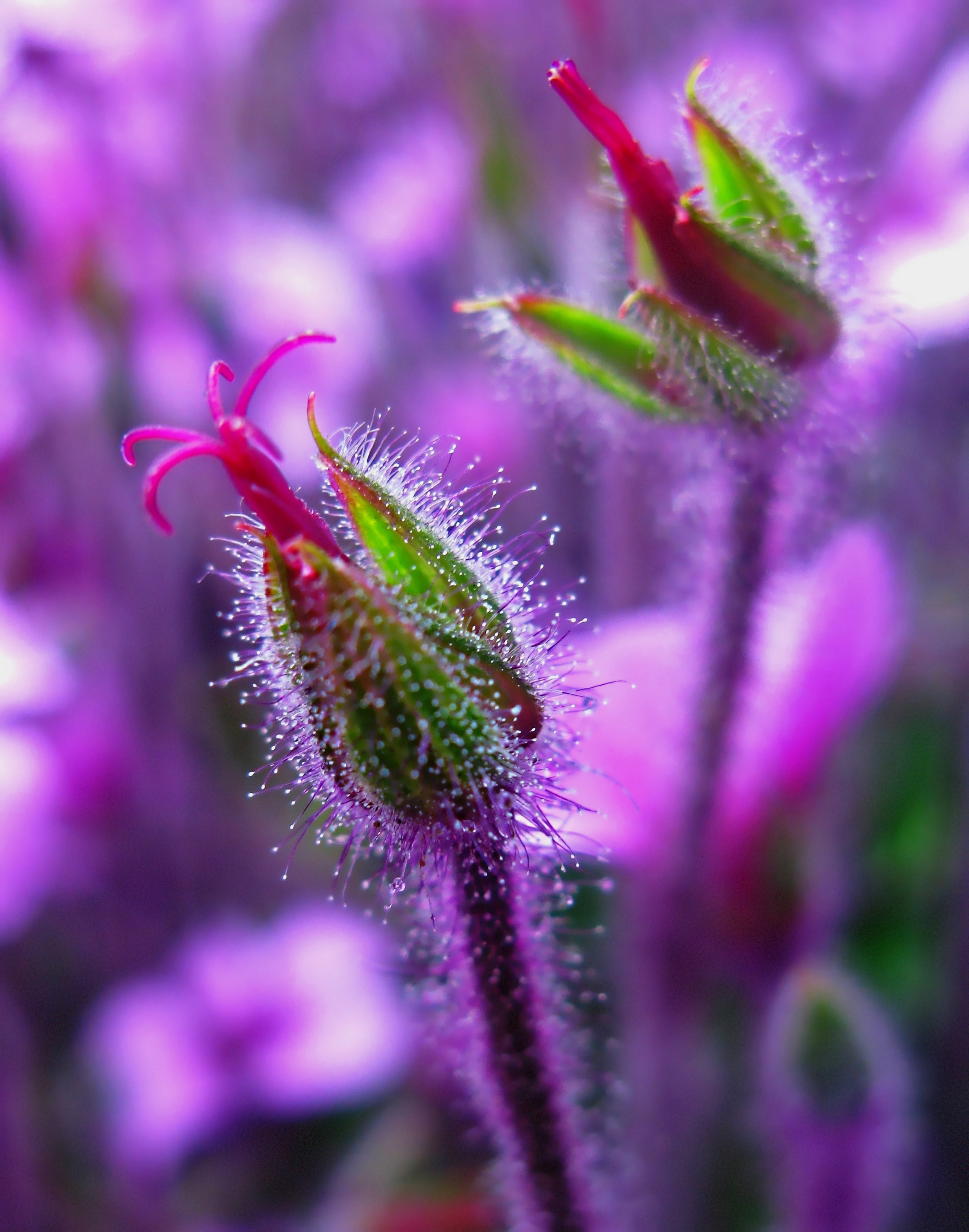 pink petaled flower on micro focus photography Velociraptors 2k