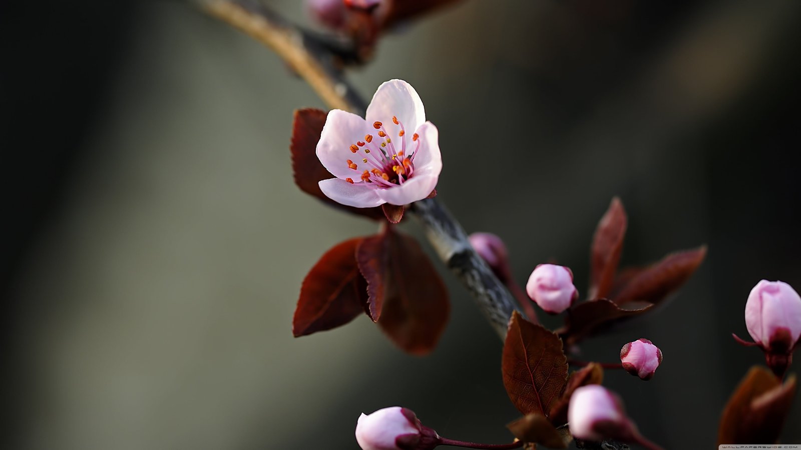 pink petaled flower close up photo of cherry blossom nature 2k 4k