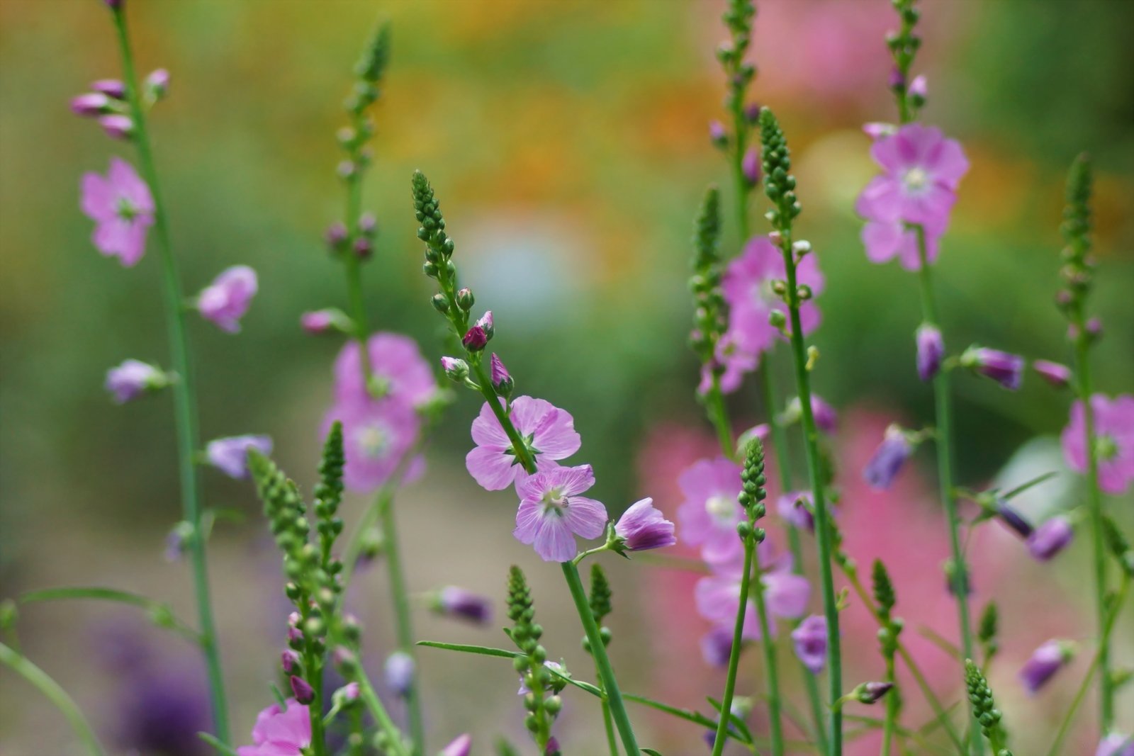 pink petaled flowers digital wallpaper macro nature field 2k