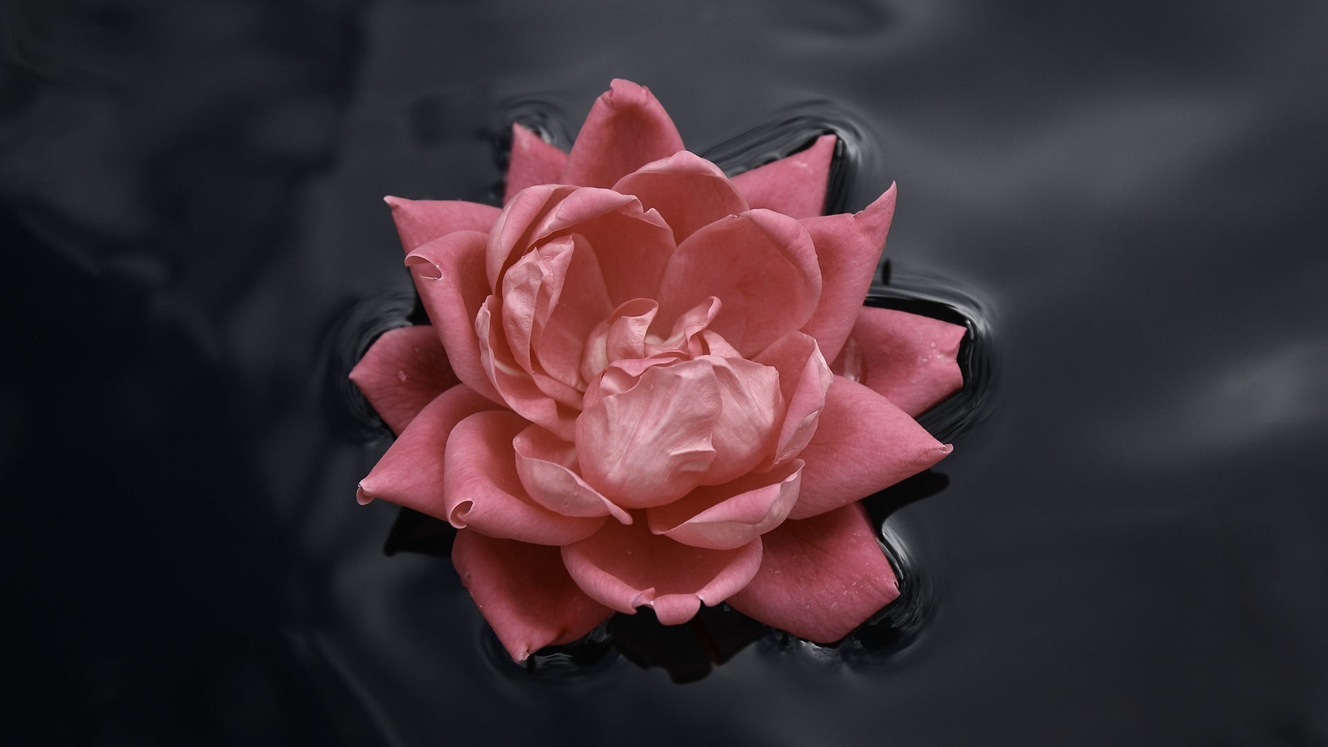 pink rose roses water nature macro flowers black petal 2k
